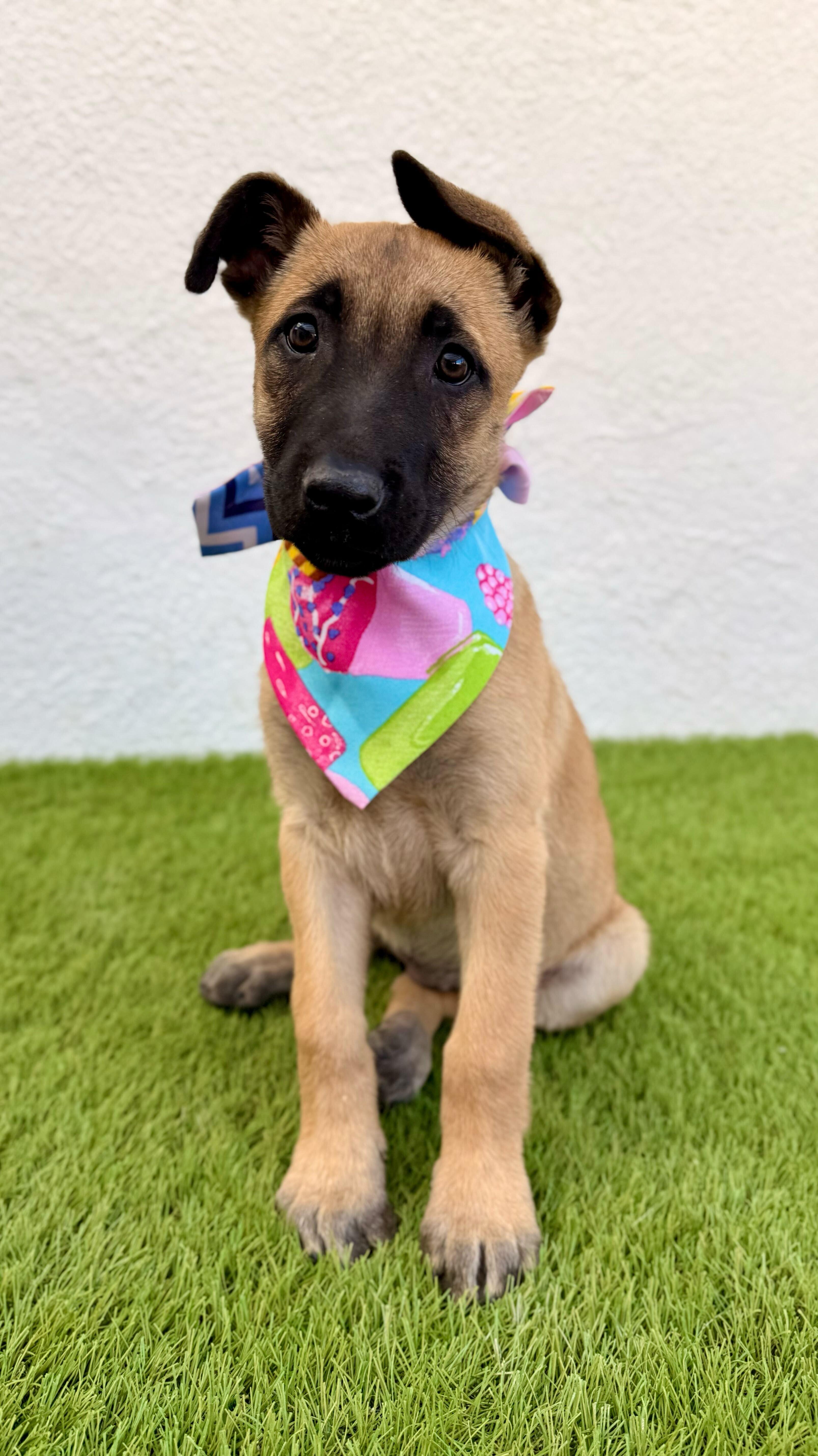 Enlarge FRAPPE, an adoptable mixed breed in La Jolla, CA image 3/6