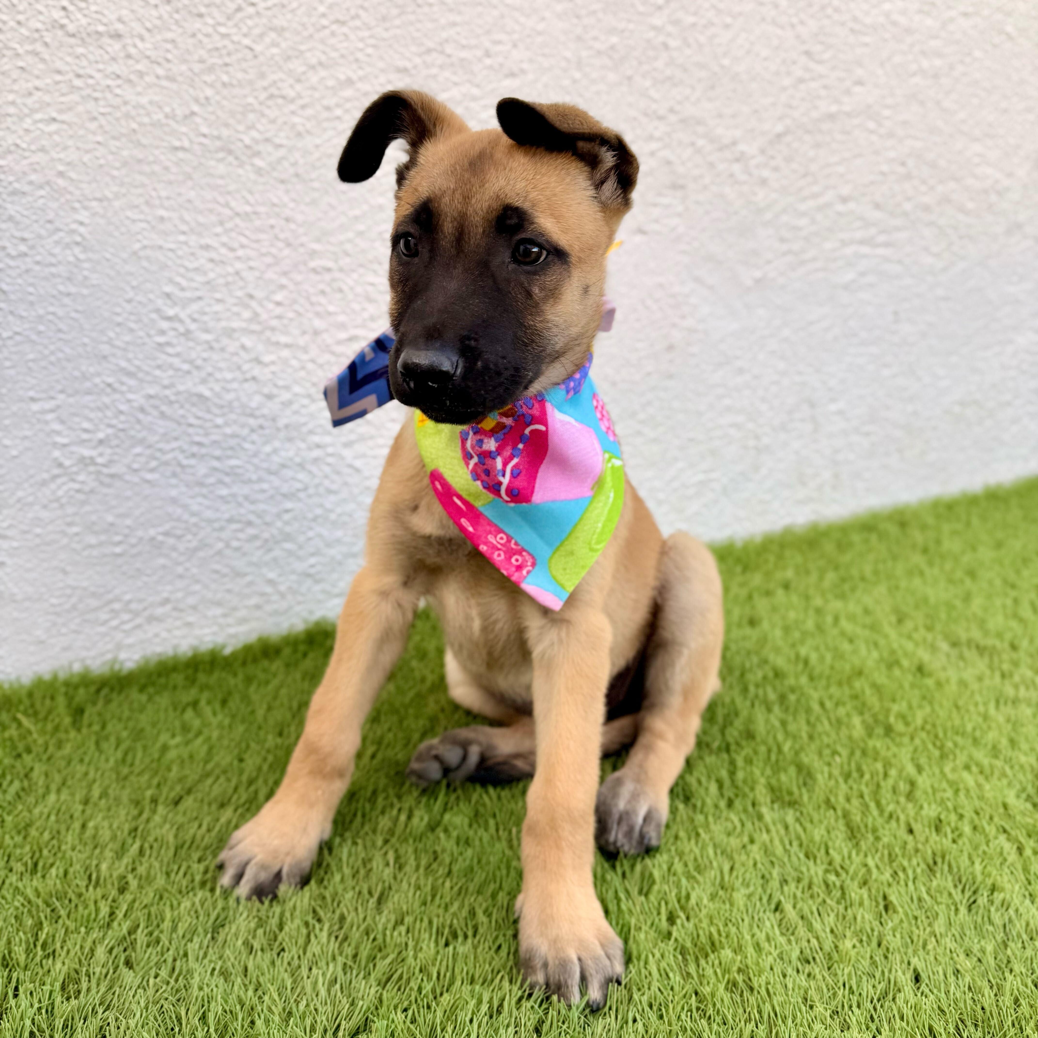 Enlarge FRAPPE, an adoptable mixed breed in La Jolla, CA image 4/6