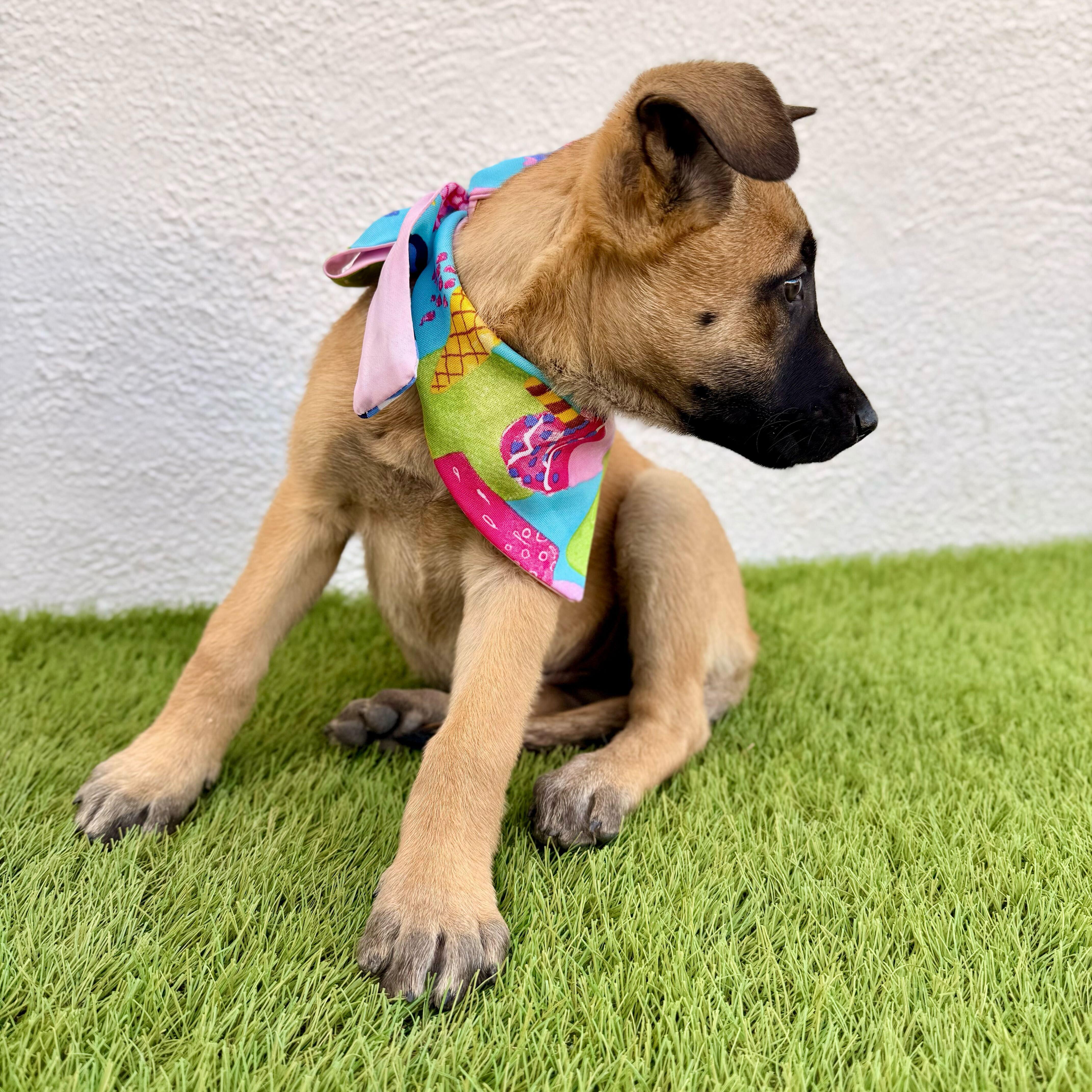 Enlarge FRAPPE, an adoptable mixed breed in La Jolla, CA image 6/6