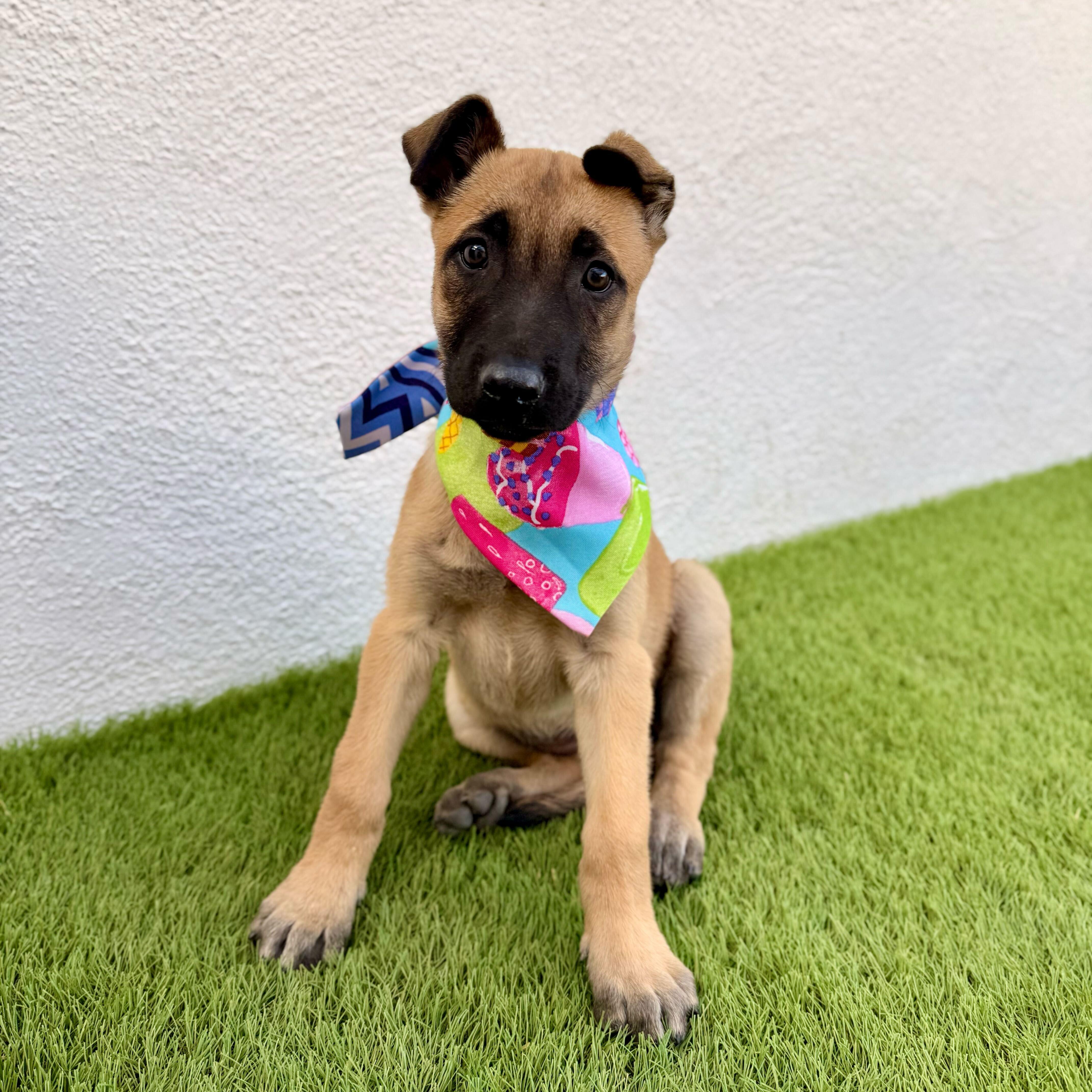 Enlarge FRAPPE, an adoptable mixed breed in La Jolla, CA image 1/6