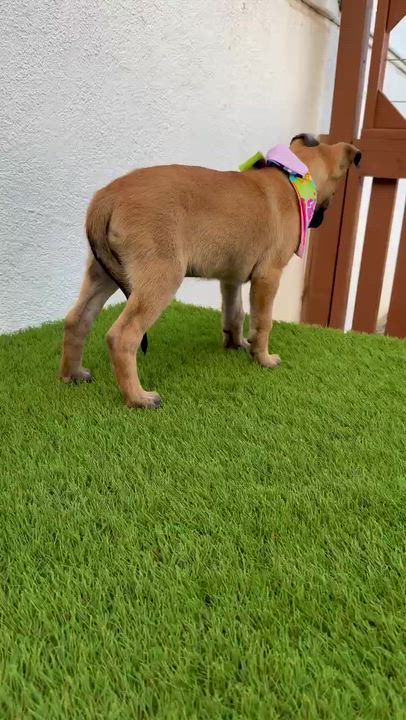 Enlarge FRAPPE, an adoptable mixed breed in La Jolla, CA video 2/6