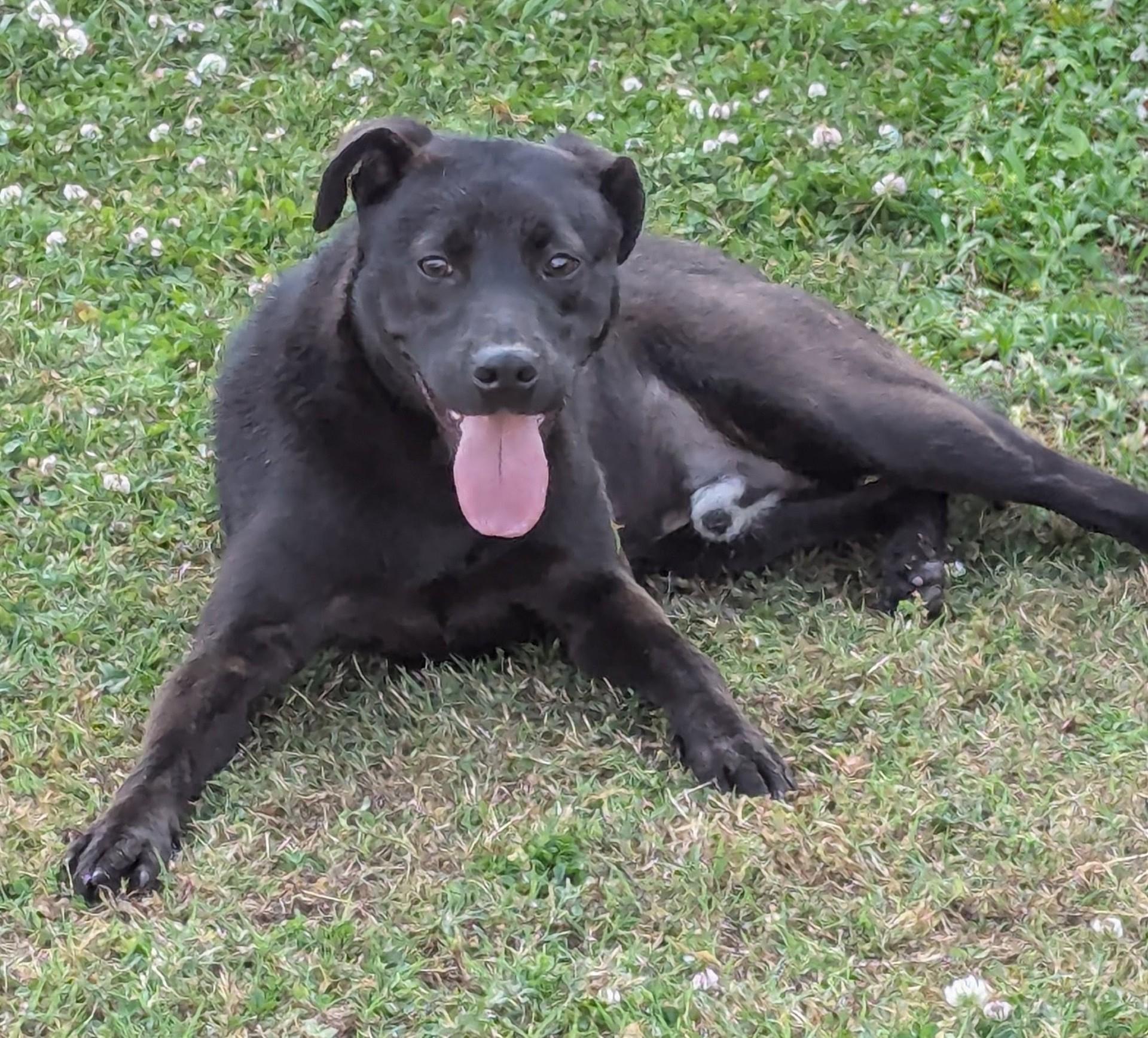 Enlarge Orzo, an adopted Mixed Breed in Jackson, GA image 1/2