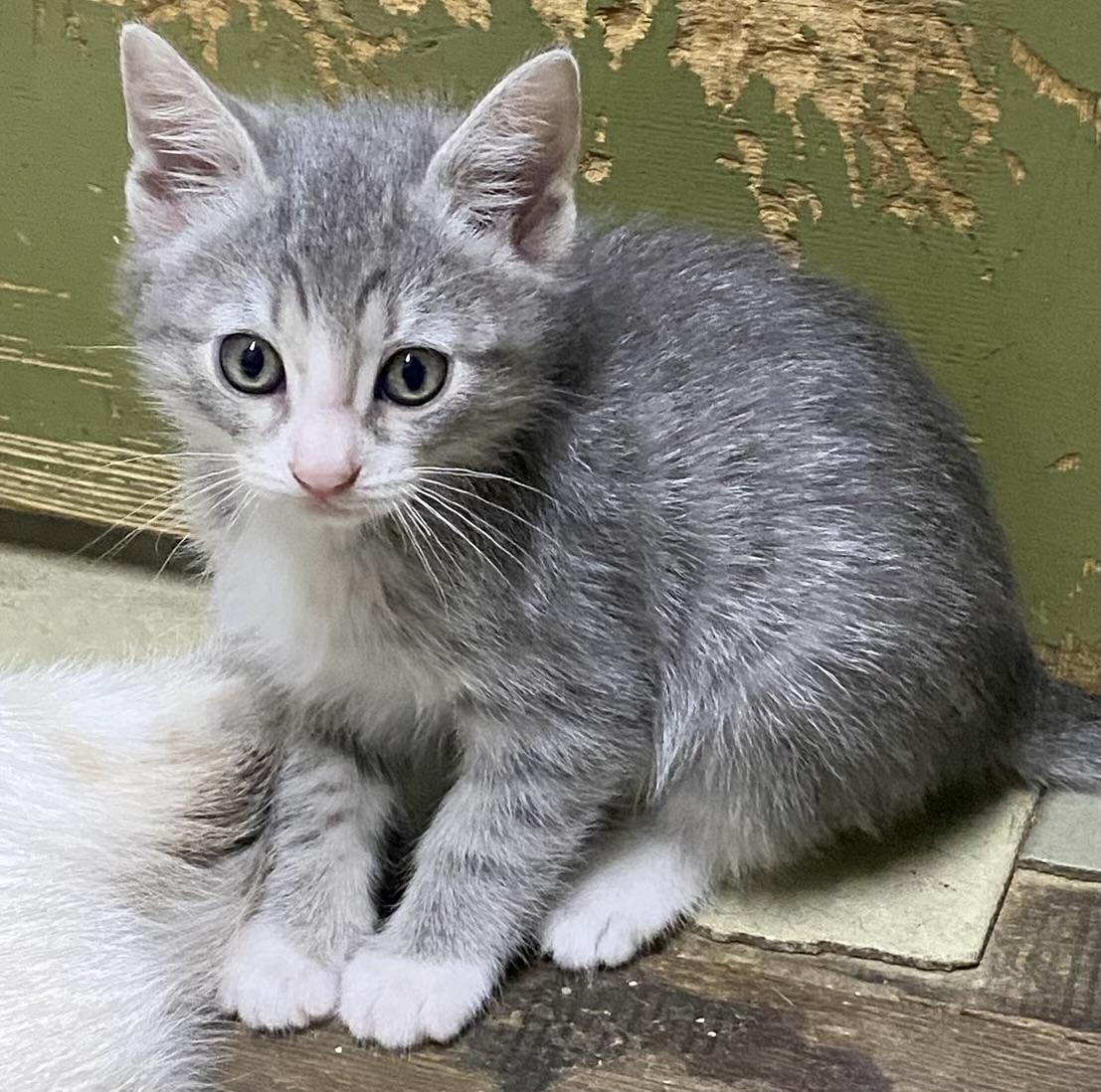 Lyra