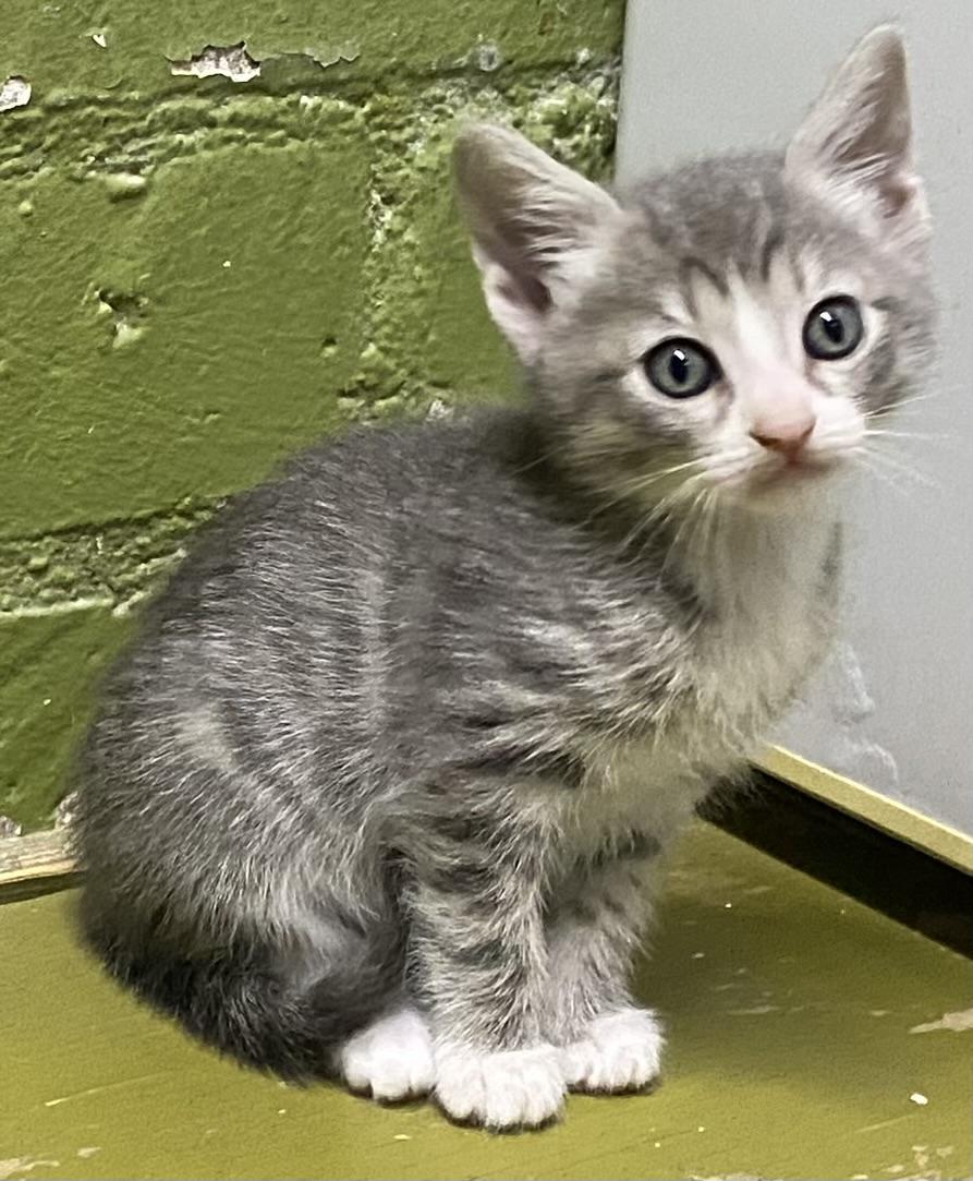 Lyra