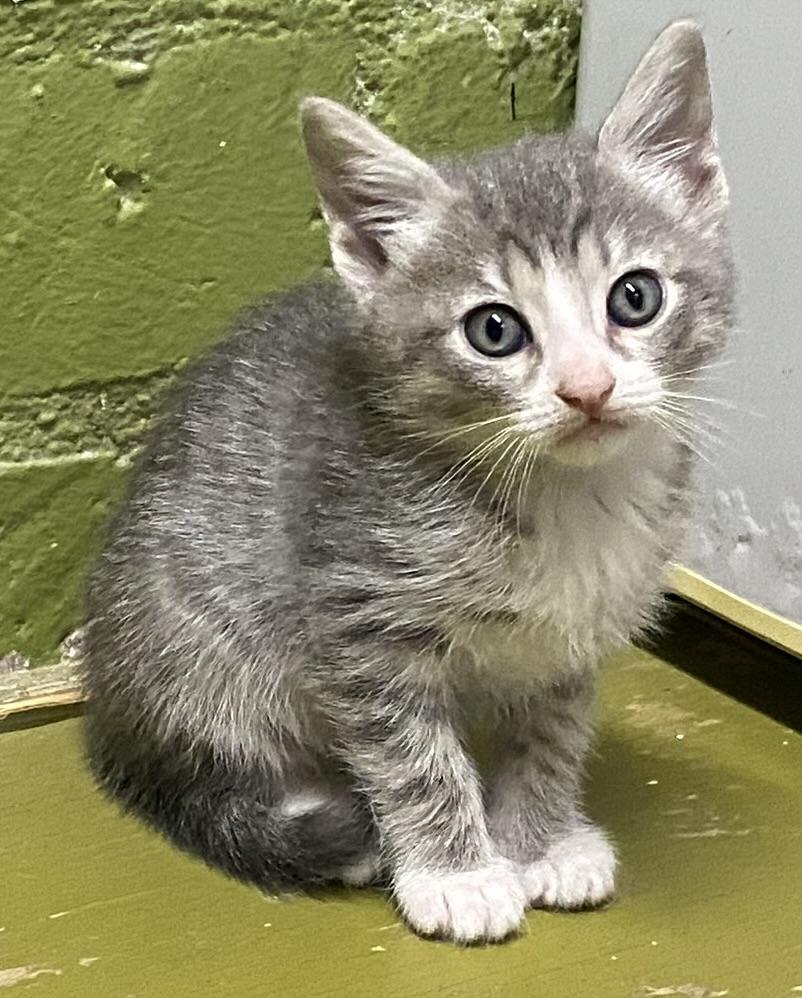 Lyra