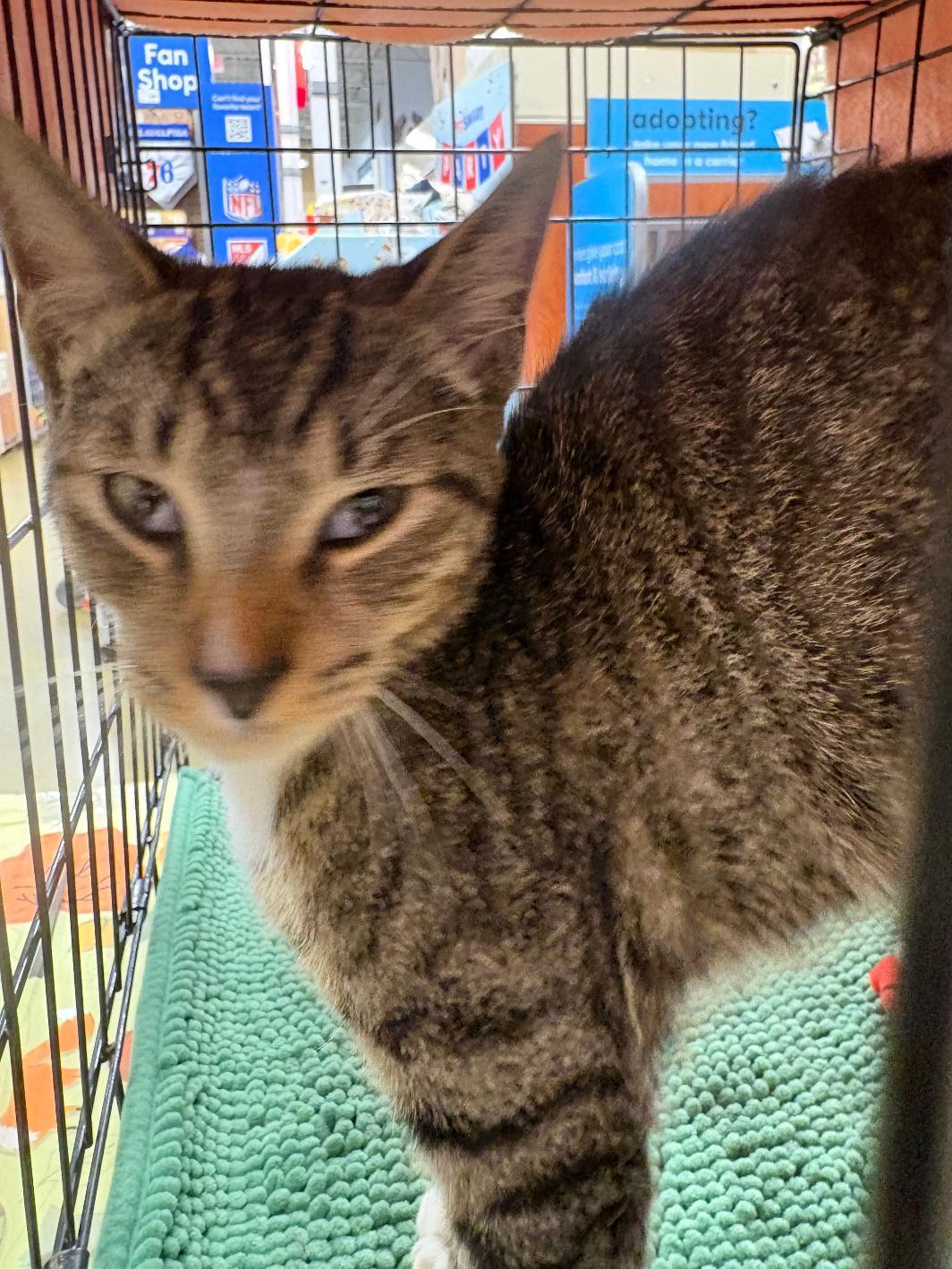 Otto, Adoptable, Young Male Domestic Short Hair.