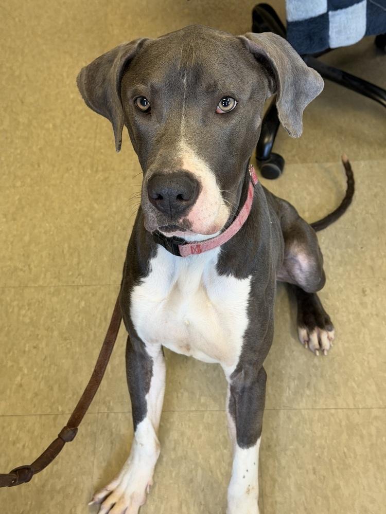 Gunther, Adoptable, Adult Male Great Dane & Mixed Breed.
