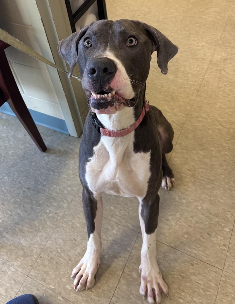 Gunther, Adoptable, Adult Male Great Dane & Mixed Breed.