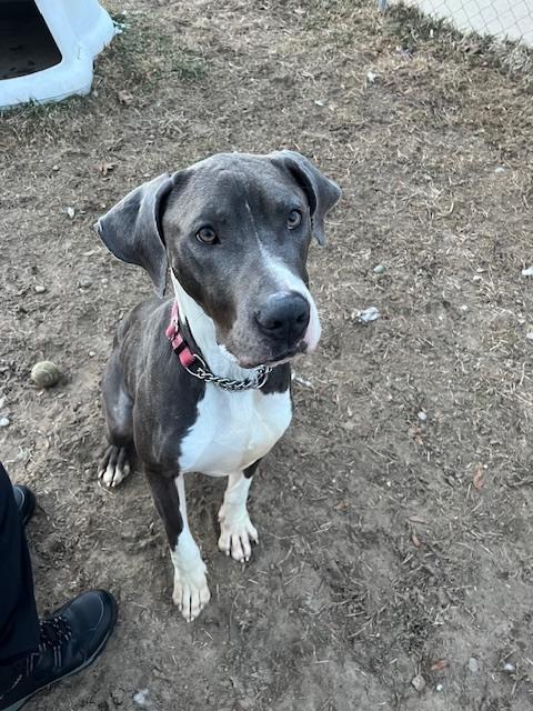 Gunther, Adoptable, Adult Male Great Dane & Mixed Breed.