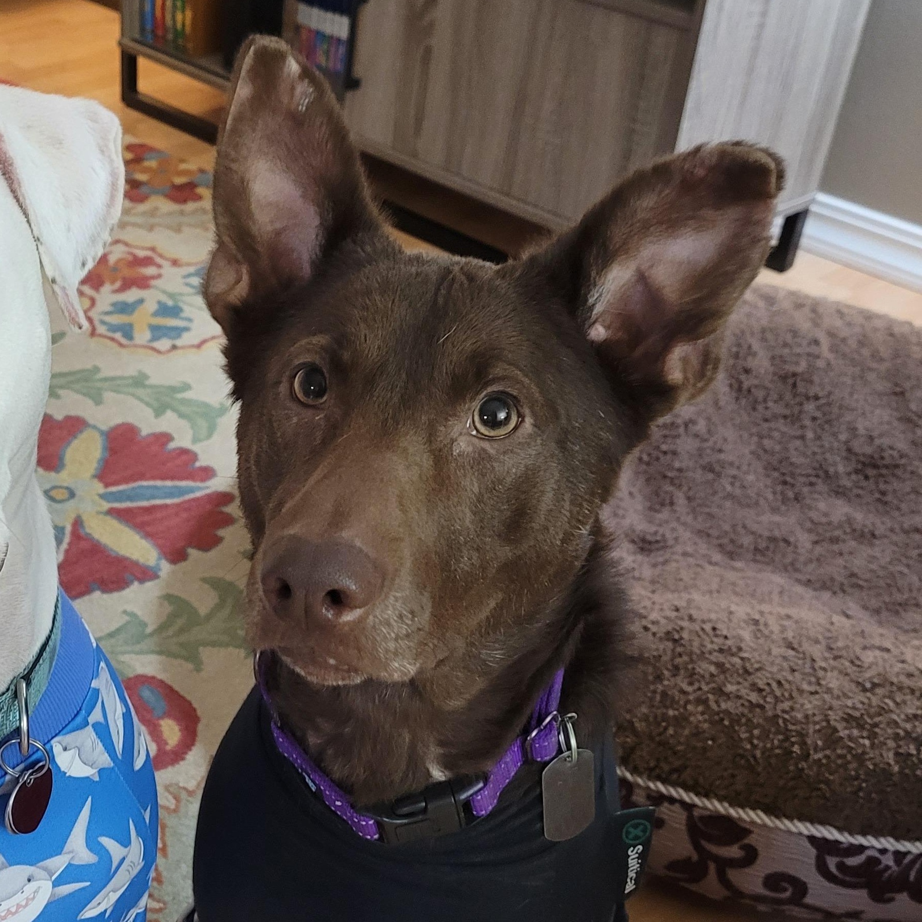 Choopy, Adoptable, Adult Female Chocolate Labrador Retriever & Australian Kelpie.