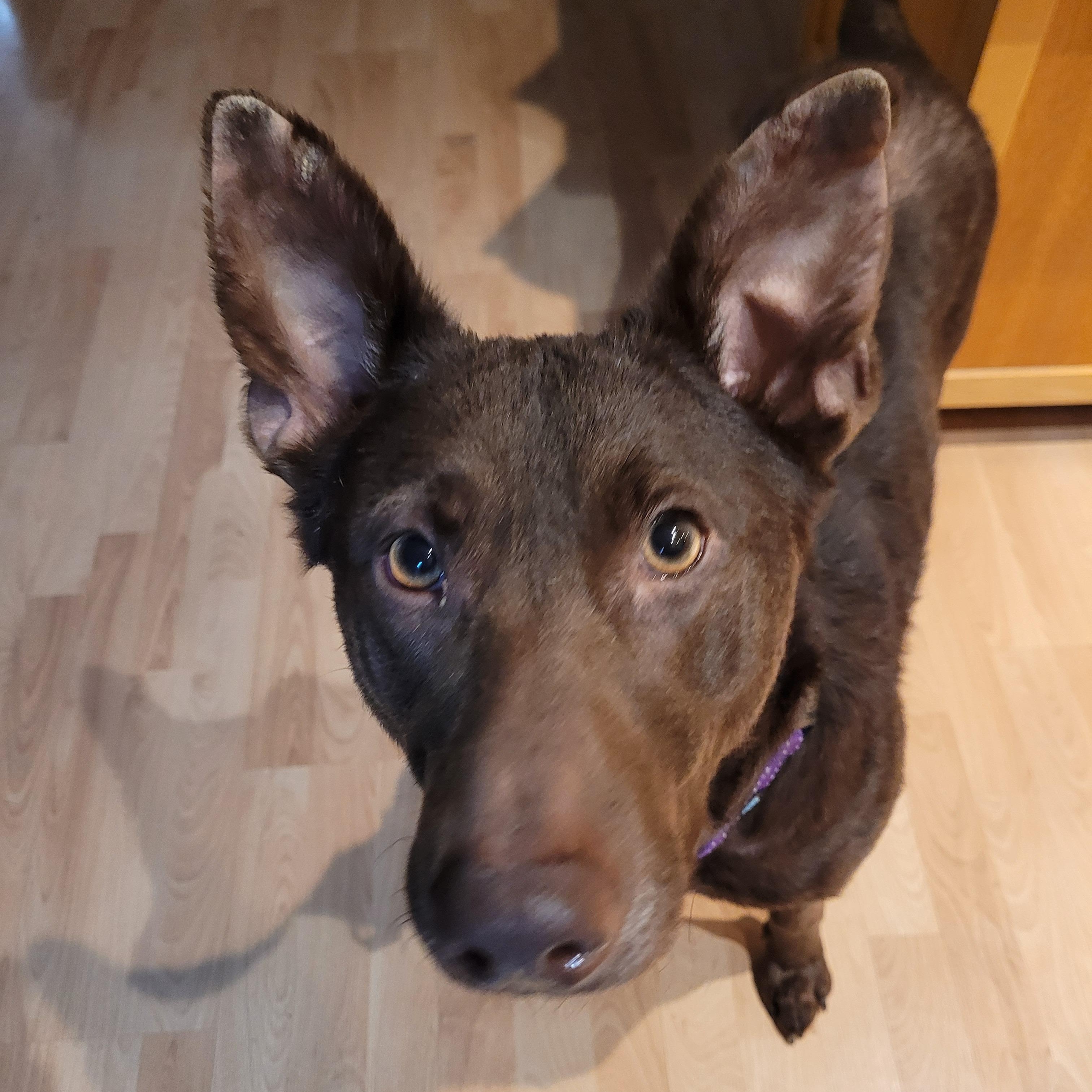 Choopy, a Adoptable mixed breed in Sequim, WA image 6/6