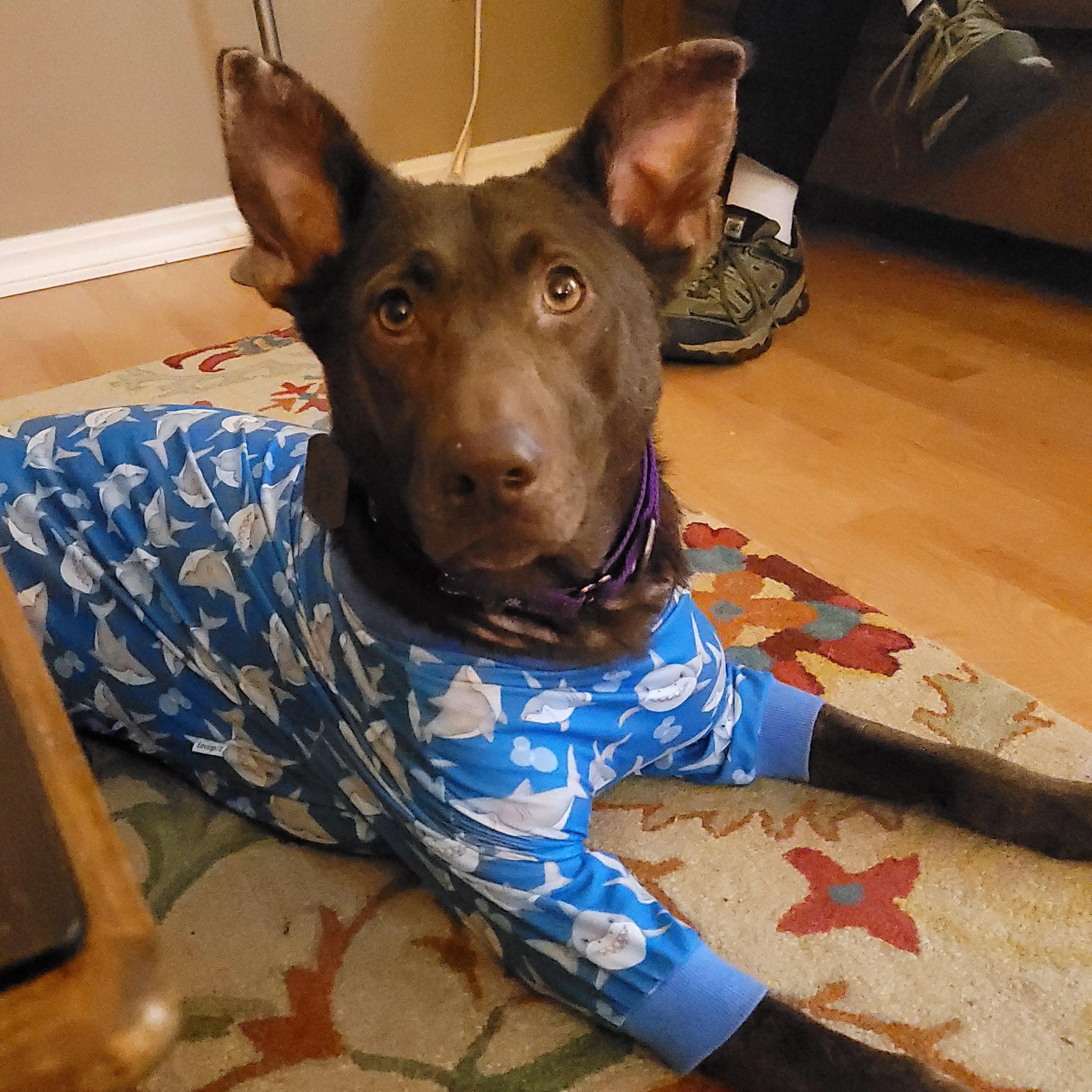 Choopy, a Adoptable mixed breed in Sequim, WA image 5/6