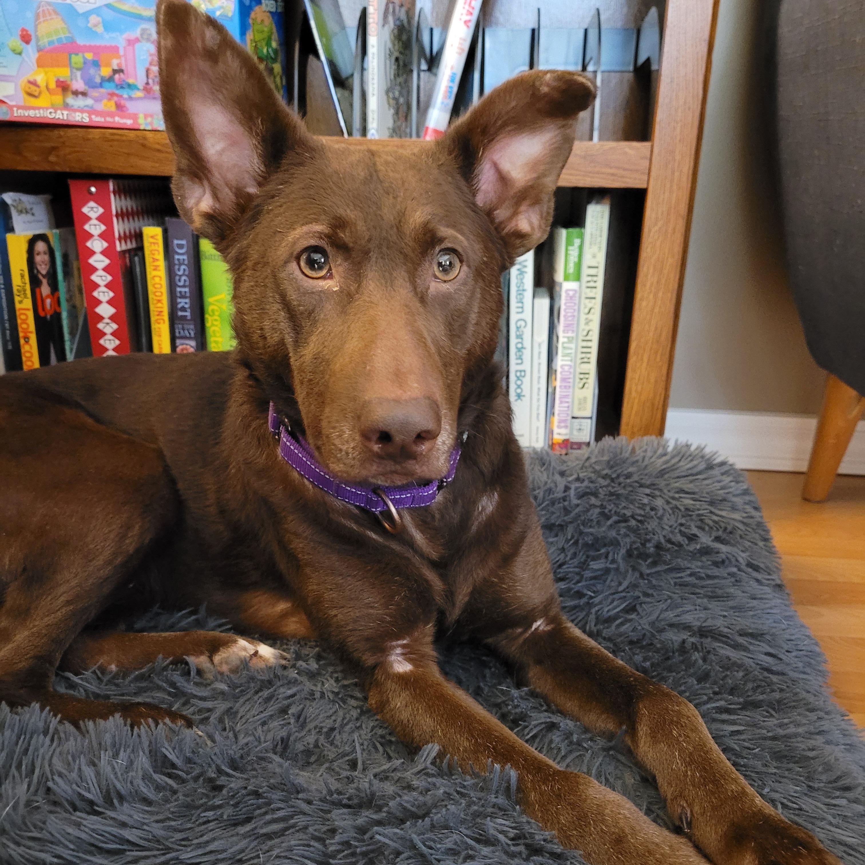 Choopy, a Adoptable mixed breed in Sequim, WA image 4/6