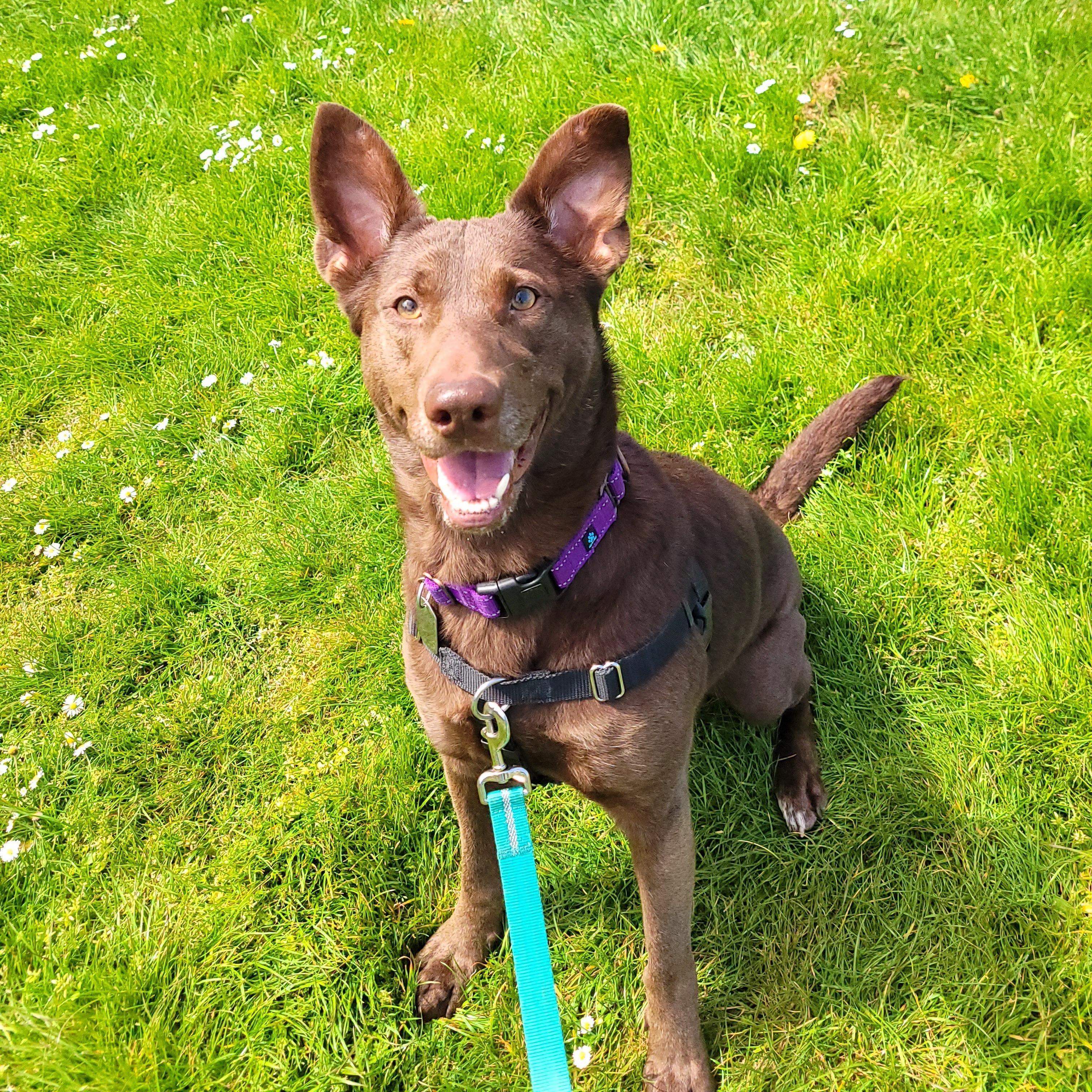 Choopy, a Adoptable mixed breed in Sequim, WA image 1/6