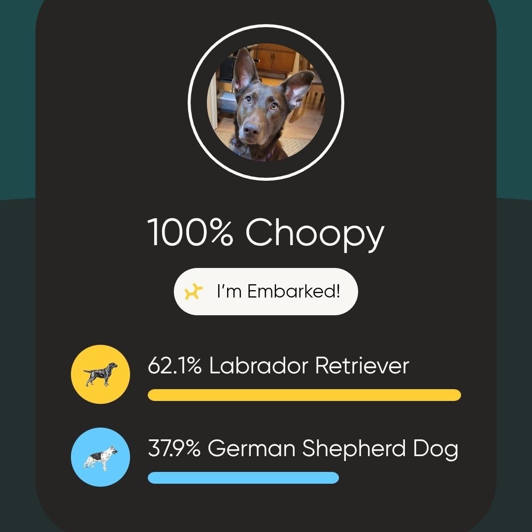 Enlarge Choopy, a Adoptable mixed breed in Sequim, WA image 6/6