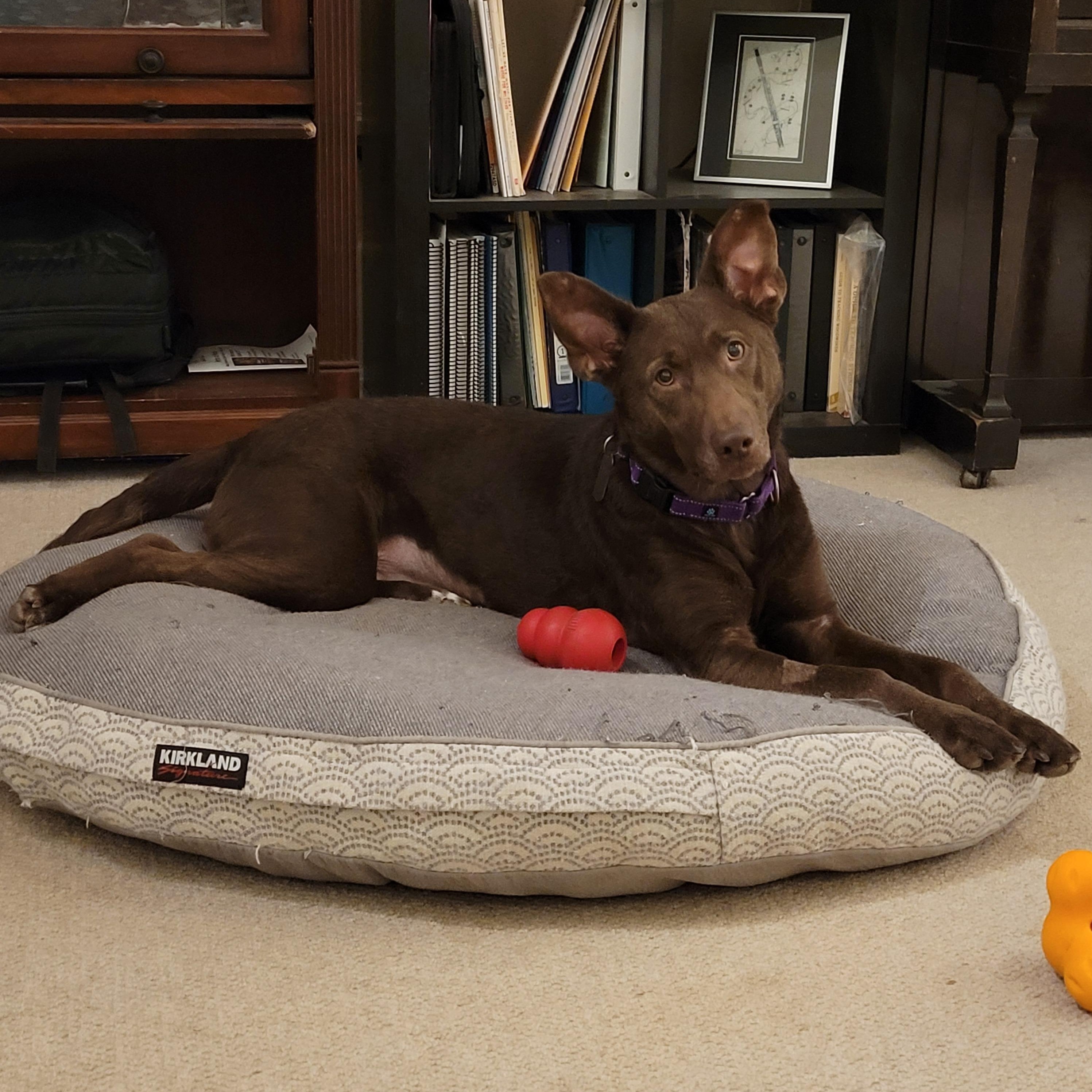 Choopy, a Adoptable mixed breed in Sequim, WA image 2/6