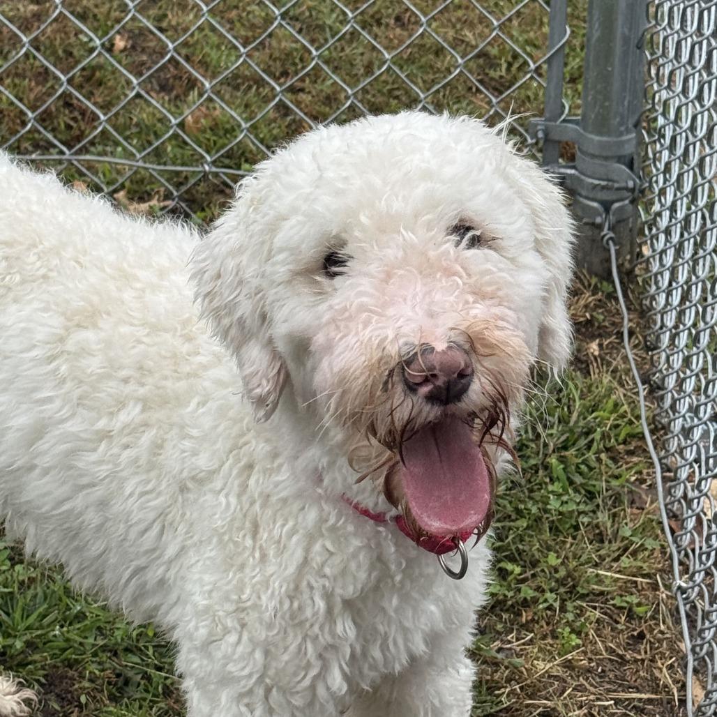 Layla, Adoptable, Adult Female Poodle & Mixed Breed.