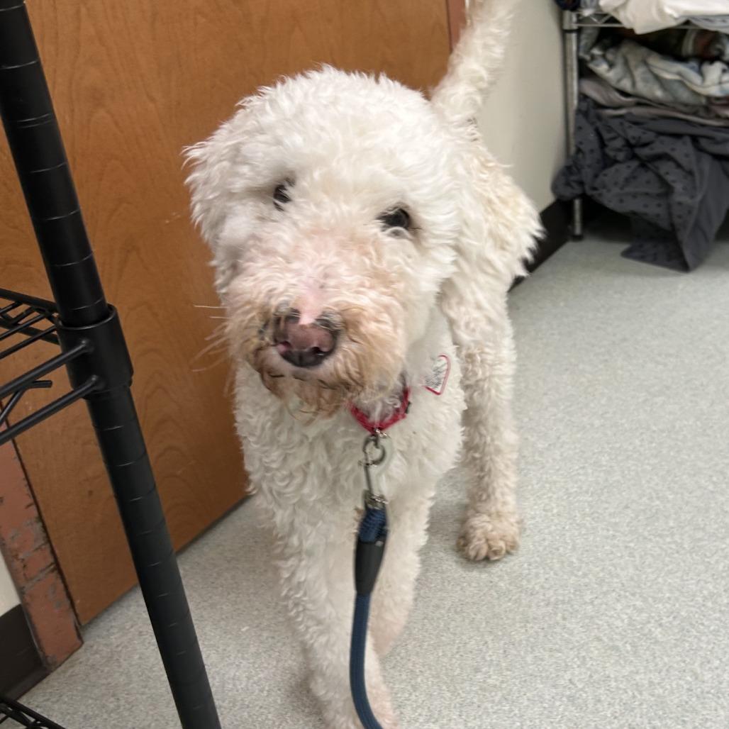 Enlarge Layla, a Adoptable mixed breed in Springfield, MA image 2/4