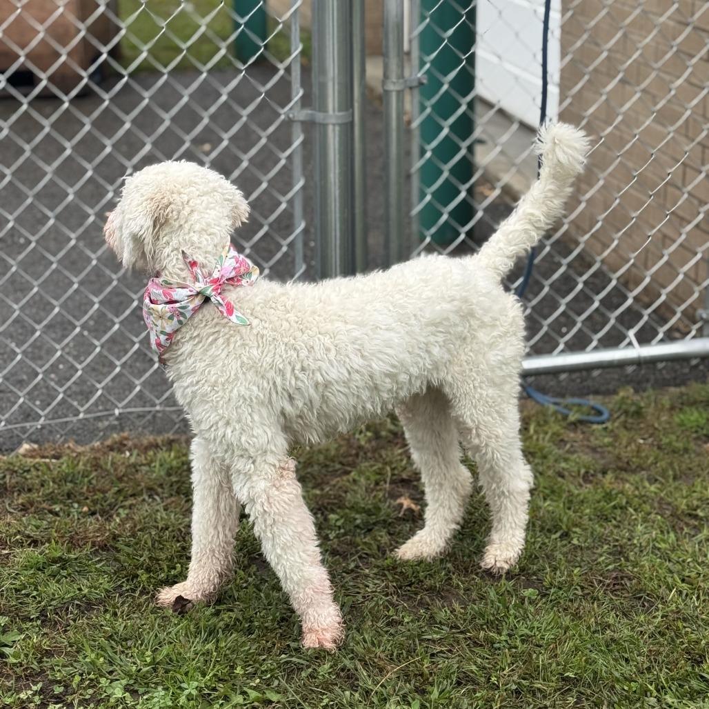 Enlarge Layla, a Adoptable mixed breed in Springfield, MA image 3/4
