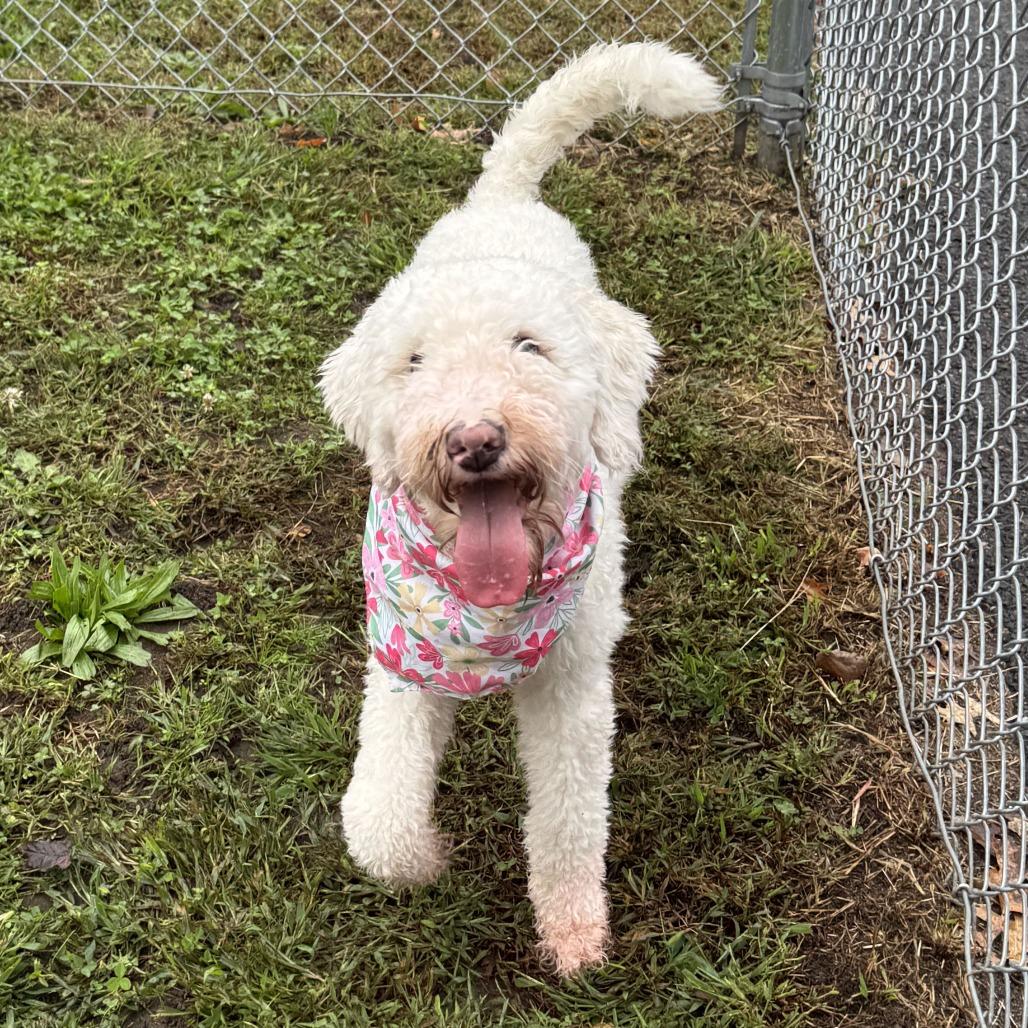 Enlarge Layla, a Adoptable mixed breed in Springfield, MA image 4/4
