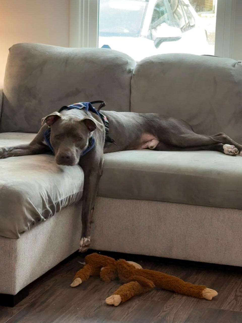 Willie, a Adoptable Pit Bull Terrier in Lawrenceville, GA image 1/3
