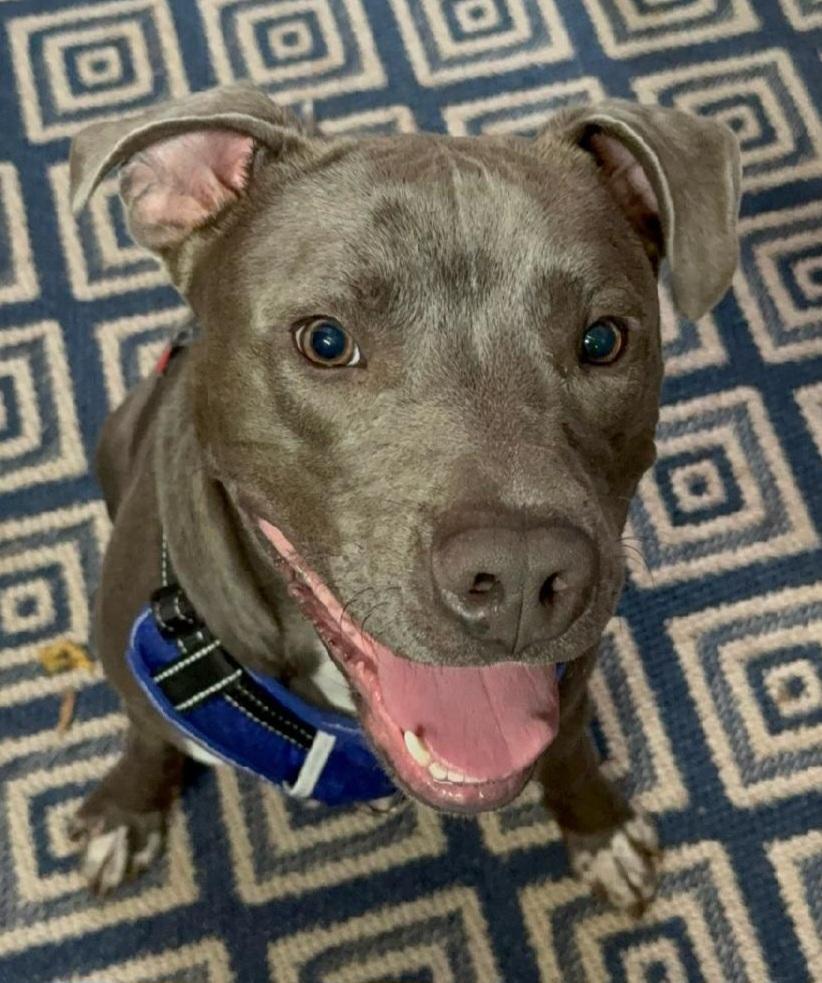 Willie, a Adoptable Pit Bull Terrier in Lawrenceville, GA image 3/3