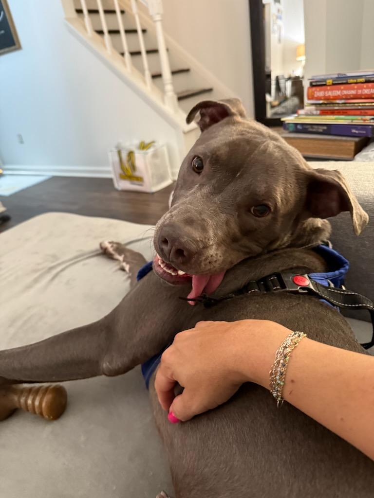 Willie, a Adoptable Pit Bull Terrier in Lawrenceville, GA image 2/3