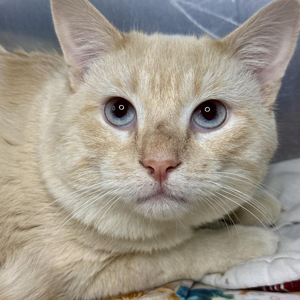 Varys, Adoptable, Adult Male Siamese.