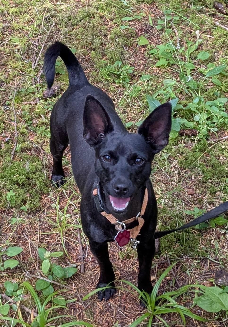 Enlarge Sarah, an adopted mixed breed in Boise, ID image 3/6