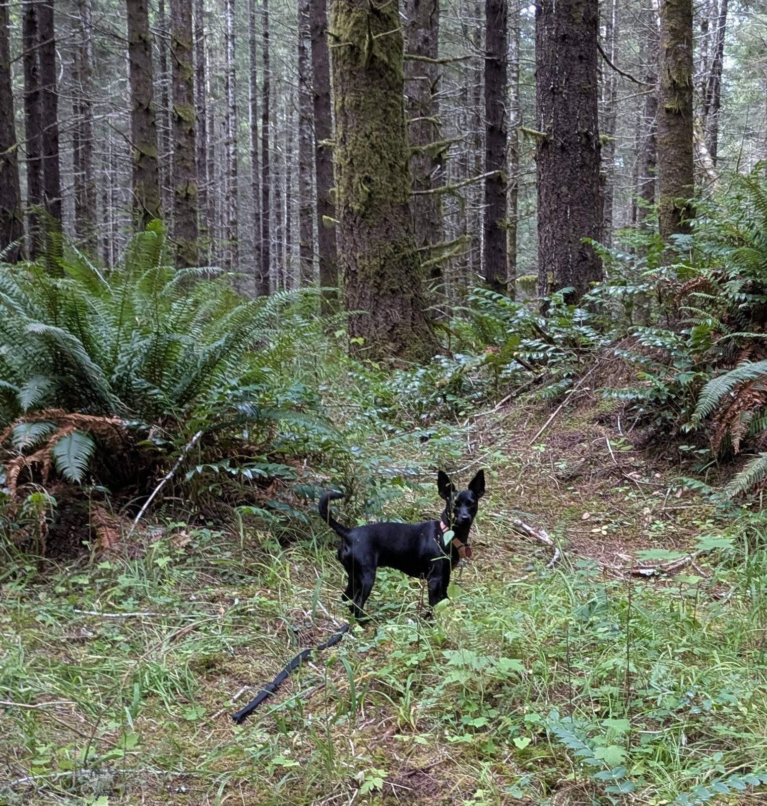 Enlarge Sarah, an adopted mixed breed in Boise, ID image 4/6