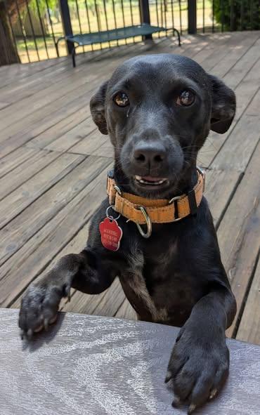 Enlarge Sarah, an adopted mixed breed in Boise, ID image 5/6