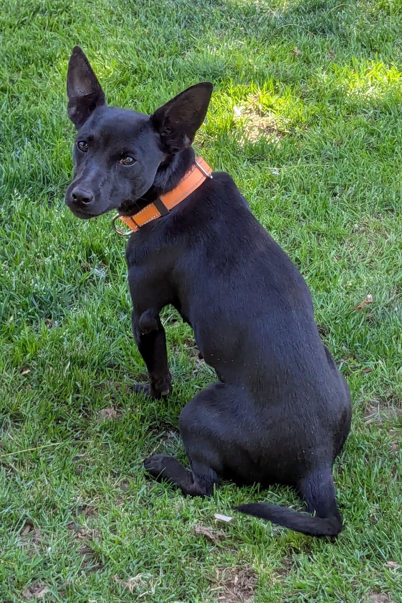 Sarah, adopted, Adult Female Chihuahua & Rat Terrier.