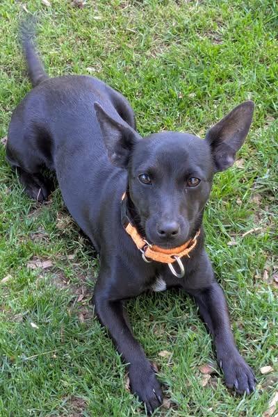 Enlarge Sarah, an adopted mixed breed in Boise, ID image 6/6