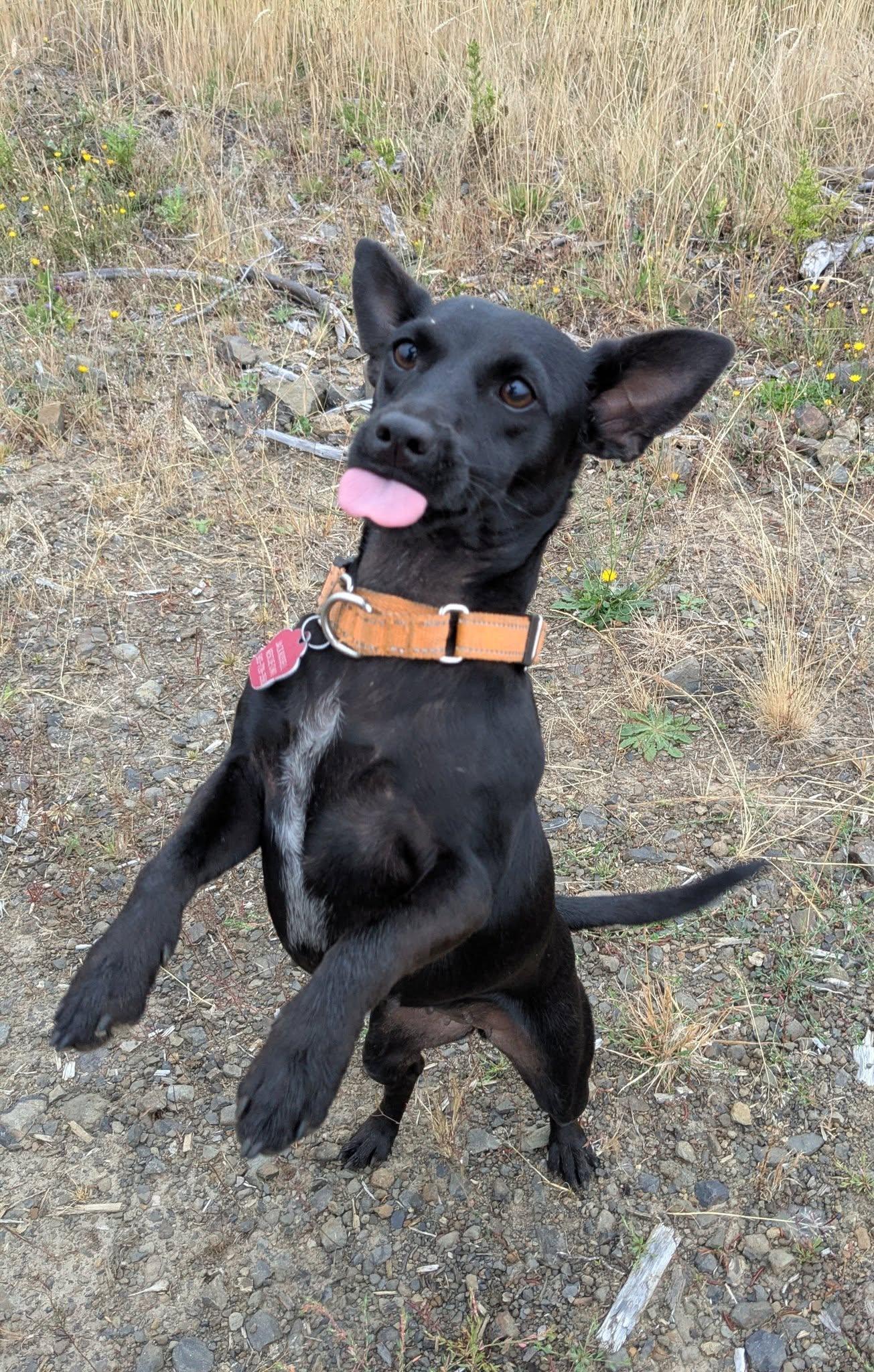 Enlarge Sarah, an adopted mixed breed in Boise, ID image 2/6