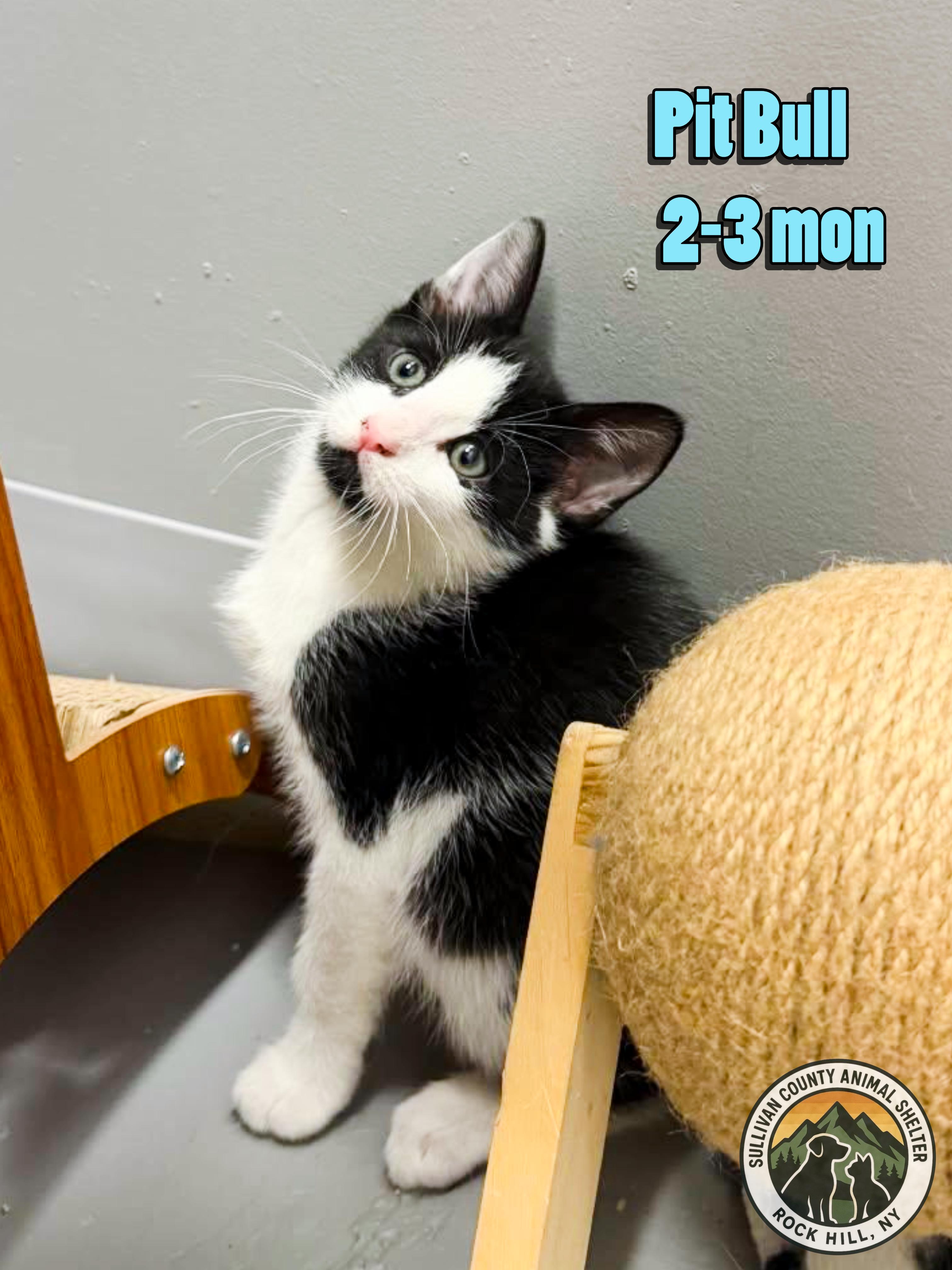 Pit Bull, adopted, Kitten Male Domestic Short Hair.