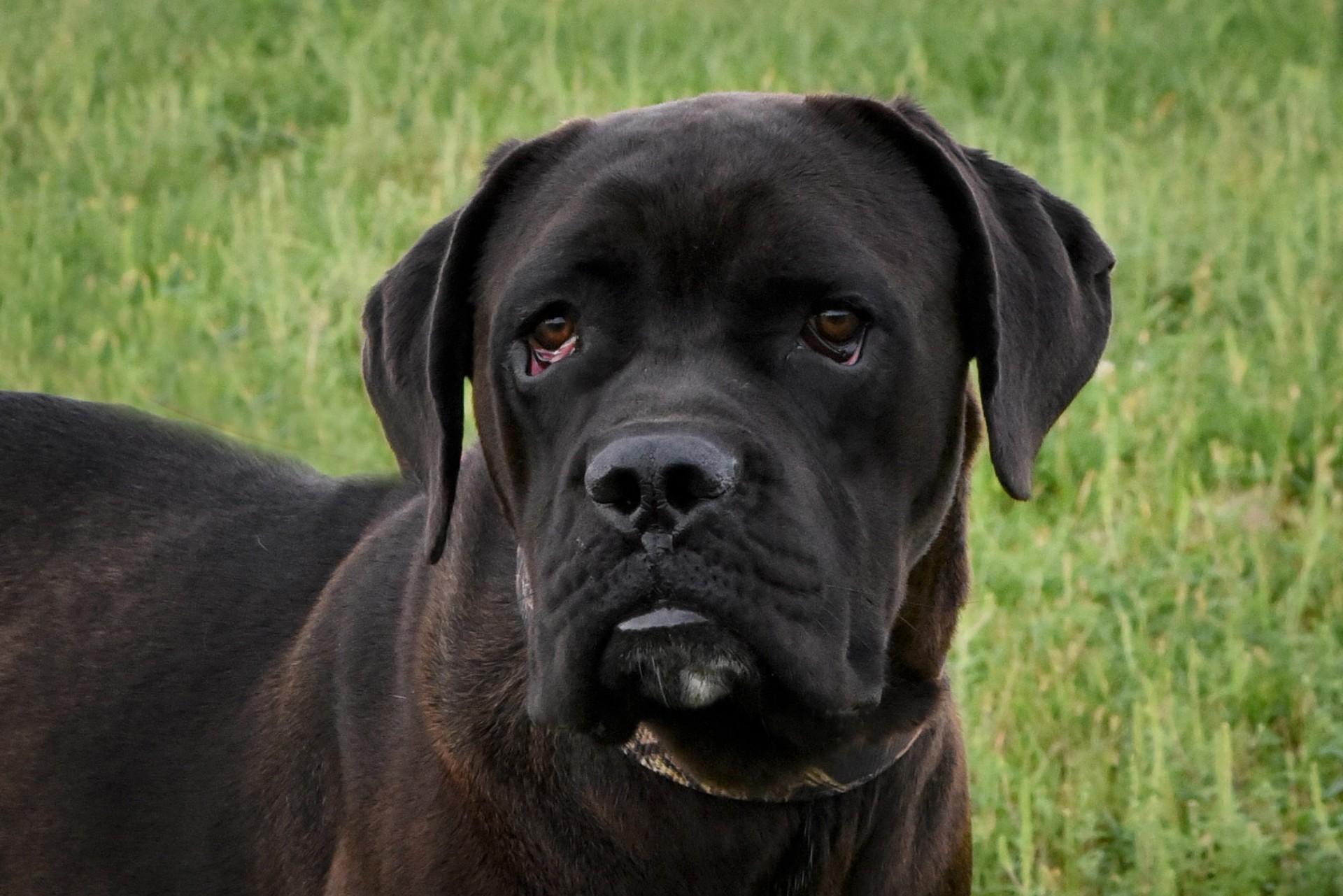 Enlarge Kash, a Adoptable mixed breed in Jefferson, IA image 2/3