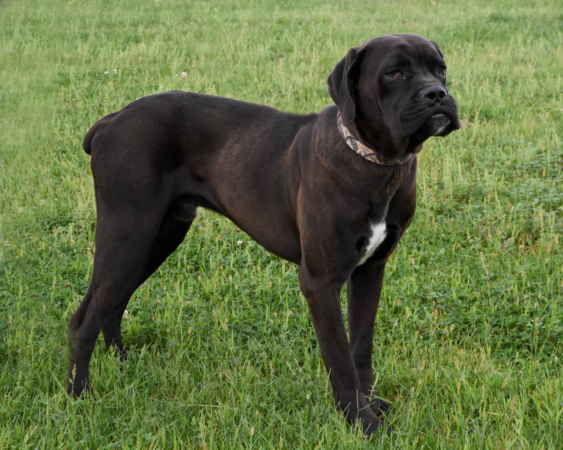 Enlarge Kash, a Adoptable mixed breed in Jefferson, IA image 3/3