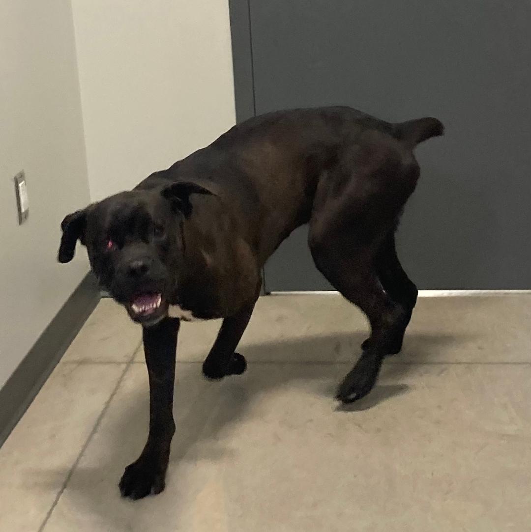Kash, ADOPTABLE, Adult Male Boxer.