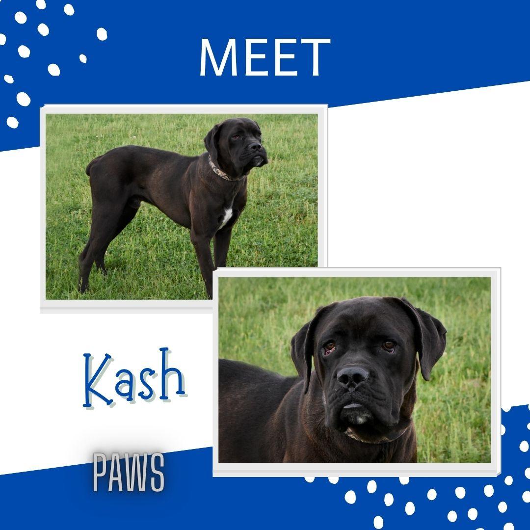 Kash, Adoptable, Adult Male Boxer.