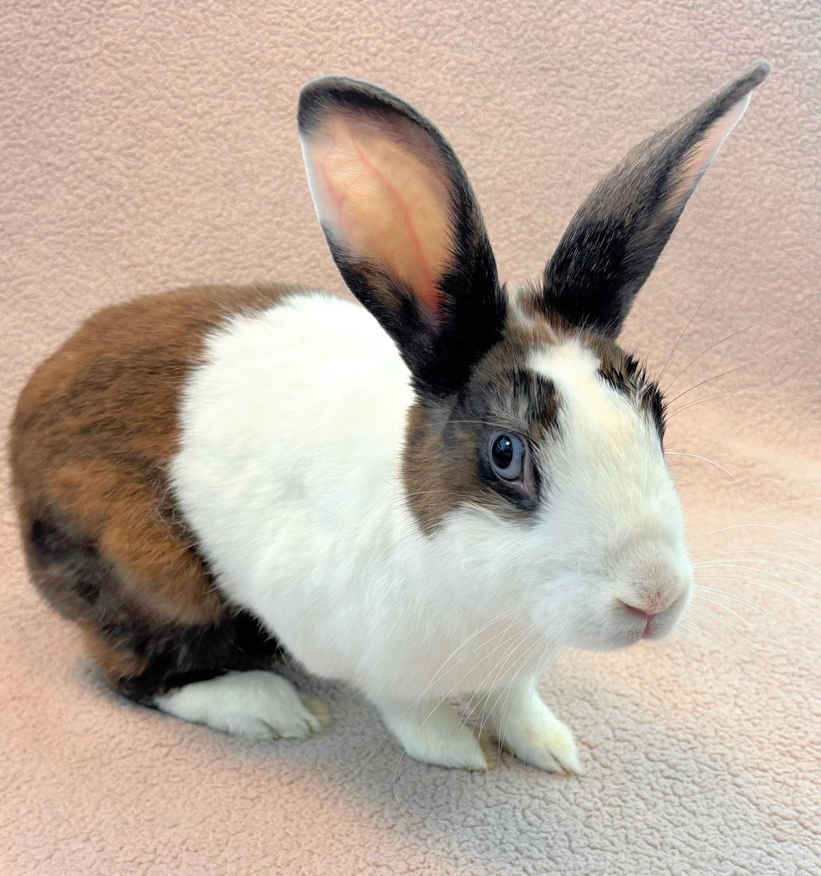 Coconut, Adoptable, Young Female Bunny Rabbit.