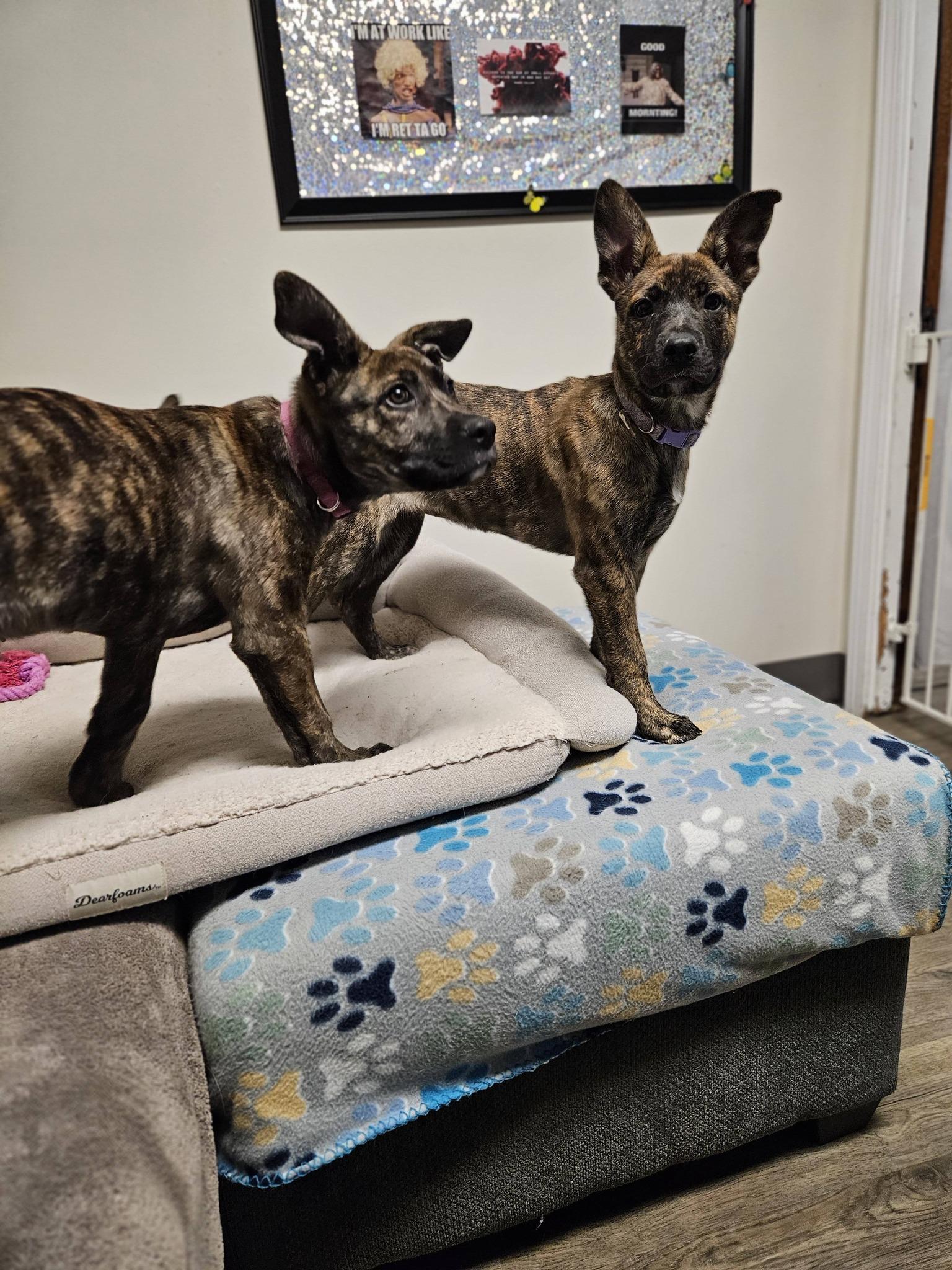 Enlarge Carmella, a ADOPTABLE mixed breed in Broken Arrow, OK image 3/4