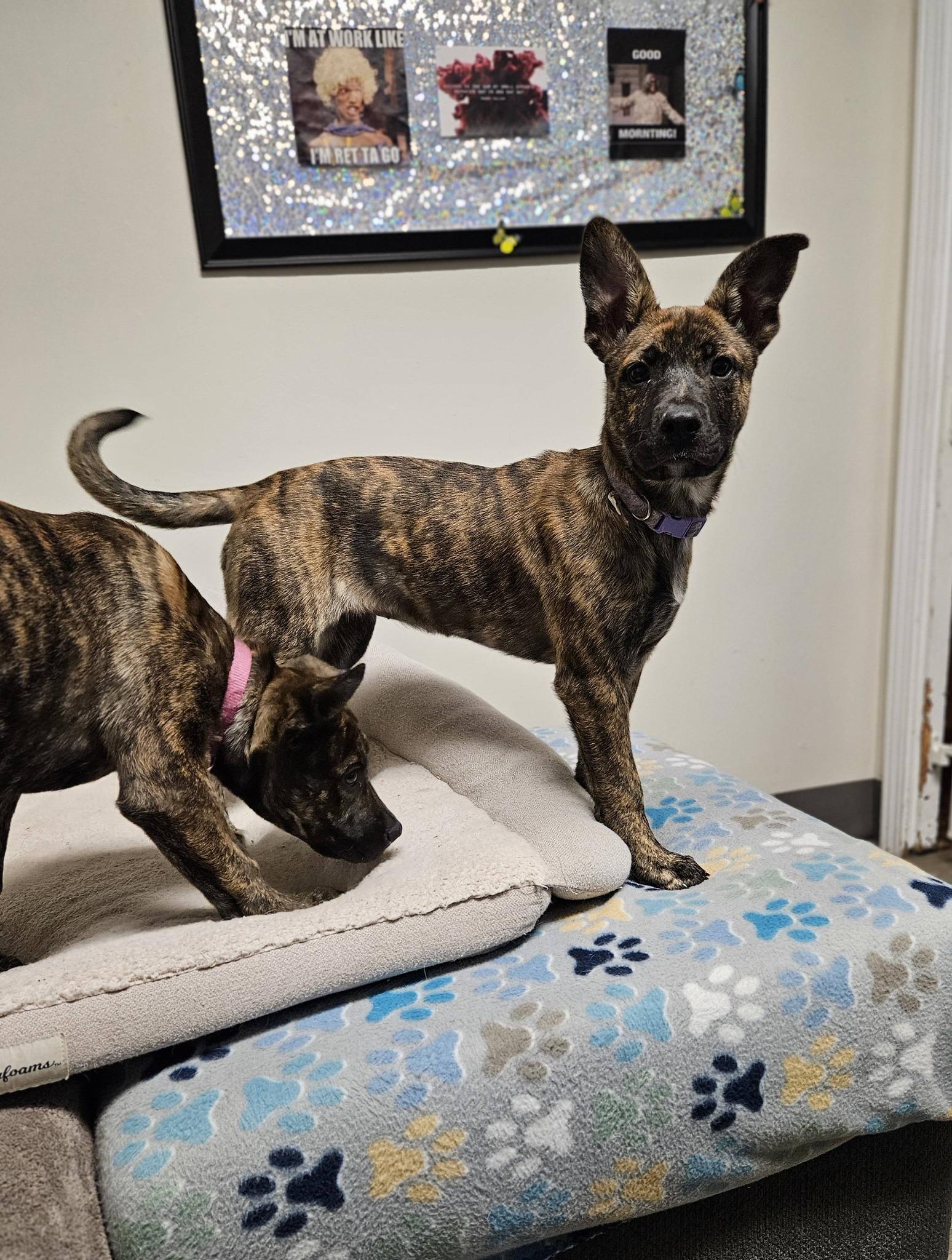 Enlarge Carmella, a ADOPTABLE mixed breed in Broken Arrow, OK image 4/4