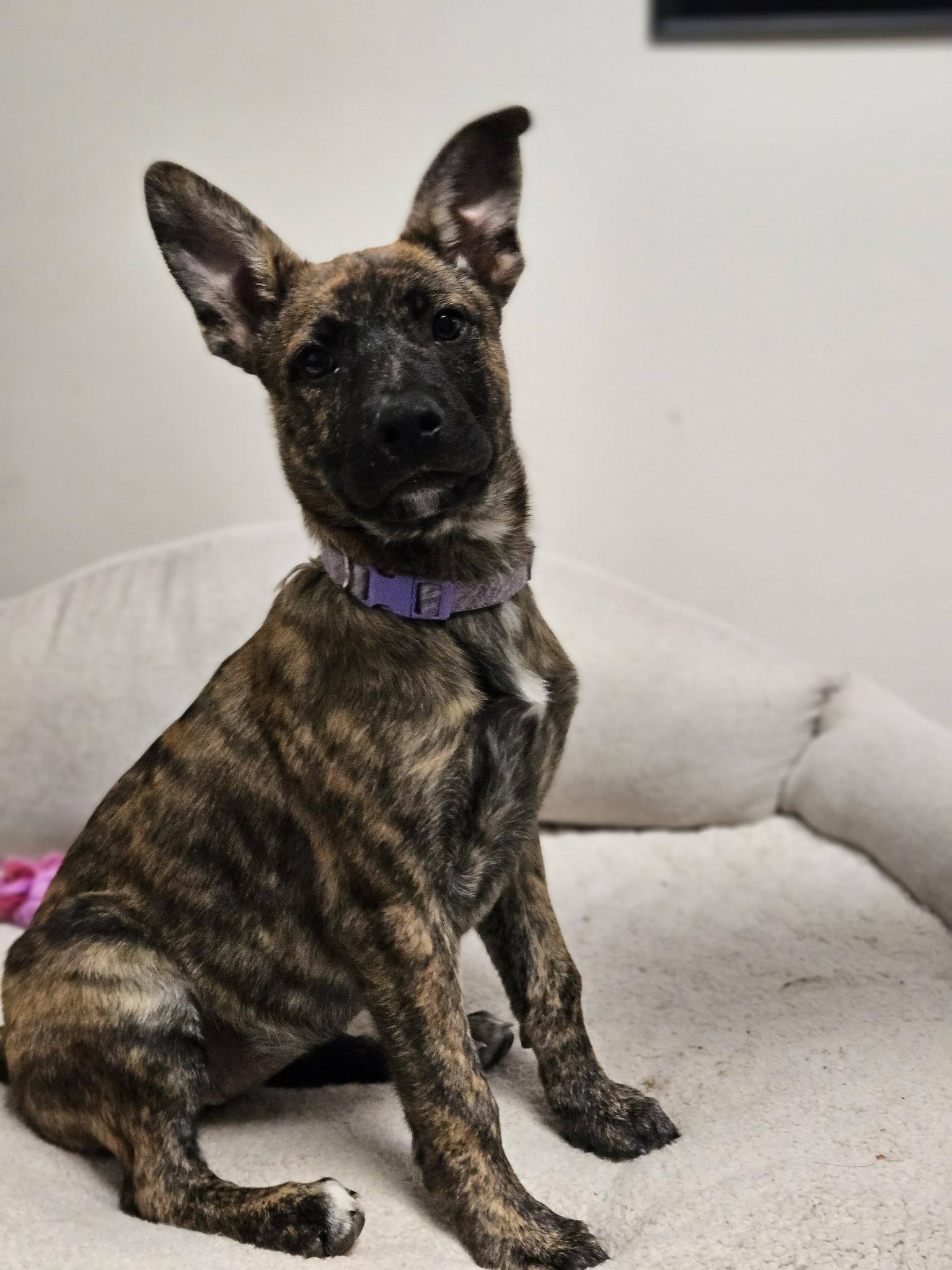 Enlarge Carmella, a ADOPTABLE mixed breed in Broken Arrow, OK image 2/4