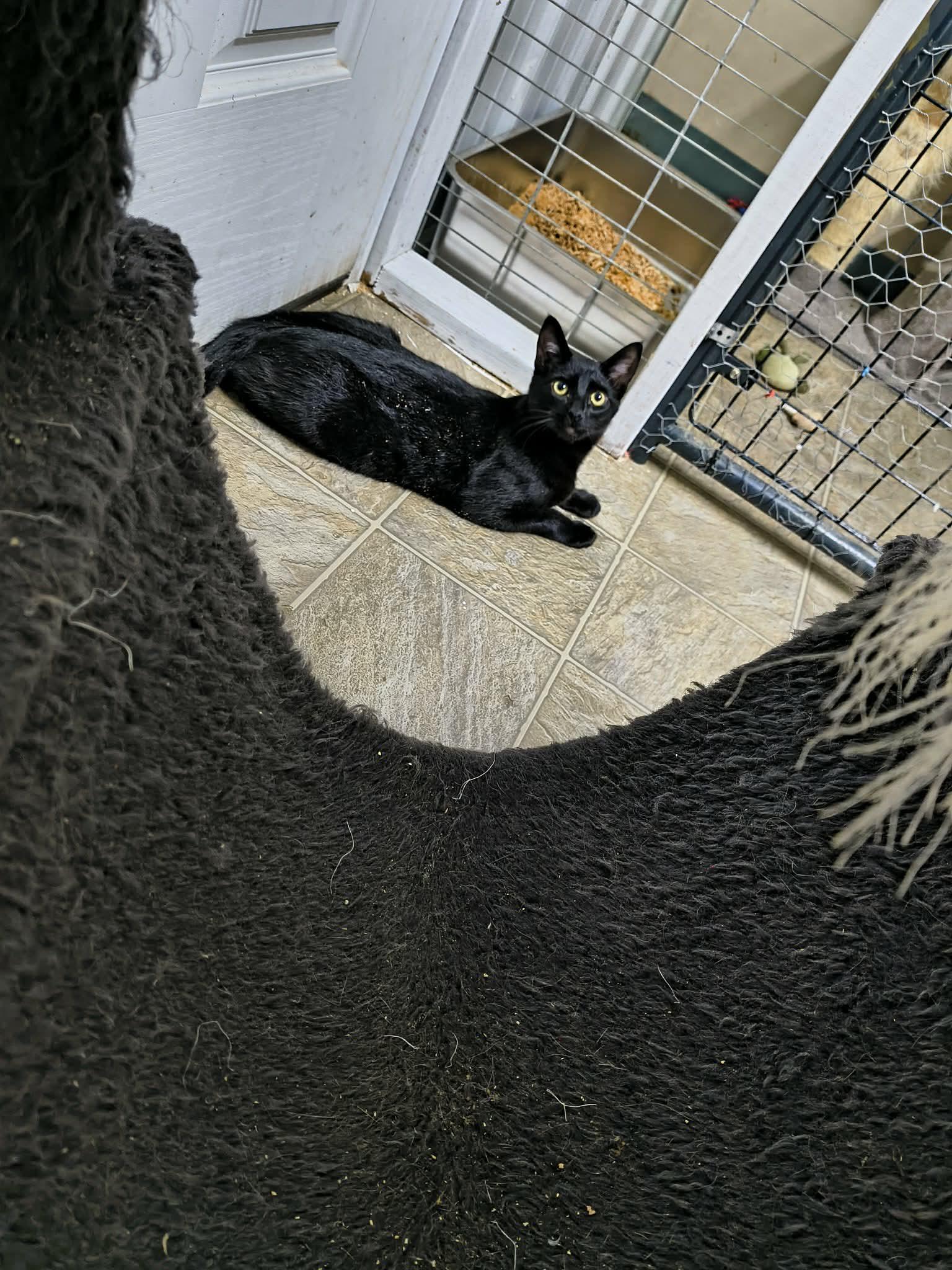 Enlarge Cash, a Adoptable Domestic Short Hair in Stover, MO image 1/3