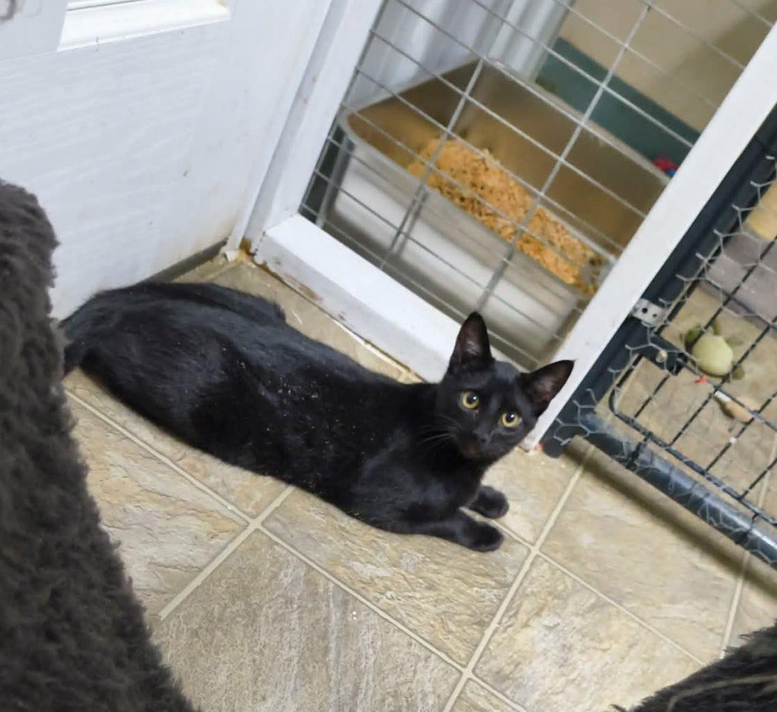 Enlarge Cash, a Adoptable Domestic Short Hair in Stover, MO image 2/3