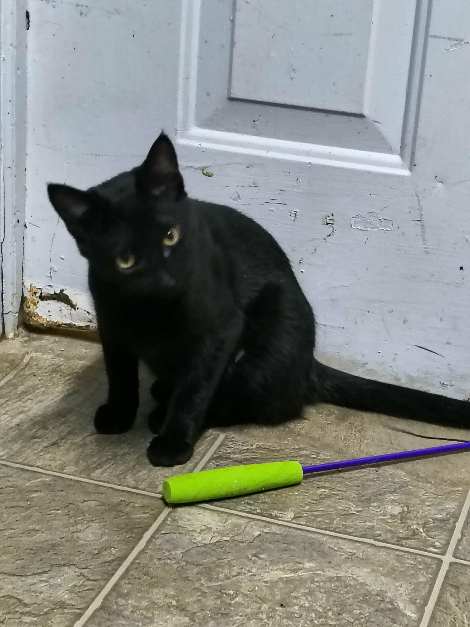 Enlarge Cash, a Adoptable Domestic Short Hair in Stover, MO image 3/3