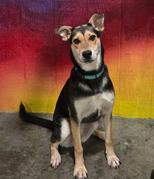 Bobby Sue, Adoptable, Young Female Mixed Breed.