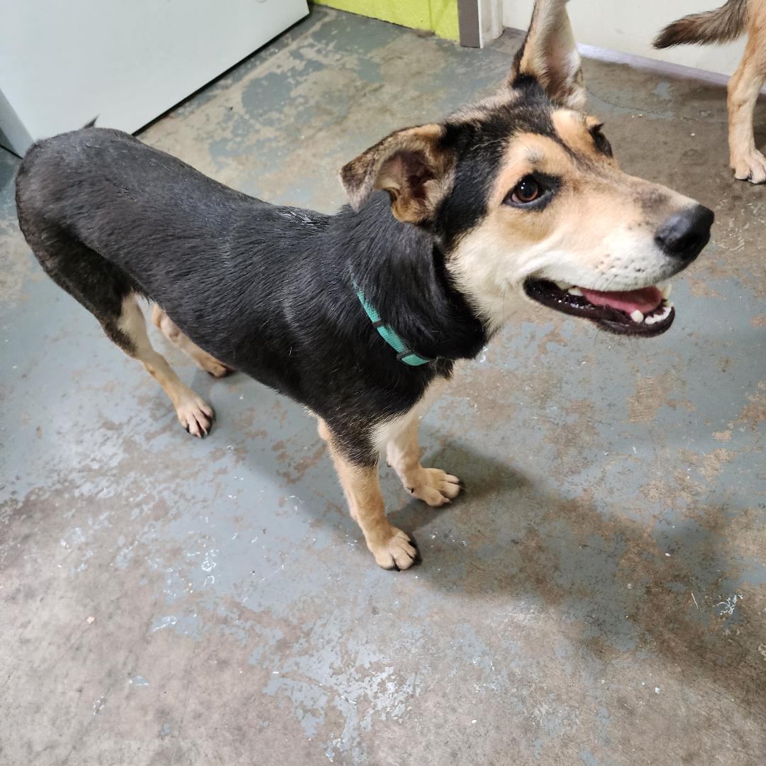 Enlarge Bobby Sue, a Adoptable Mixed Breed in Point Pleasant, WV image 2/3
