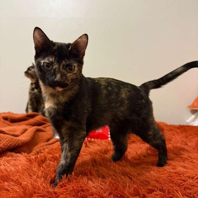 Minnie, a Adoptable Domestic Short Hair in Somerset, NJ image 4/4