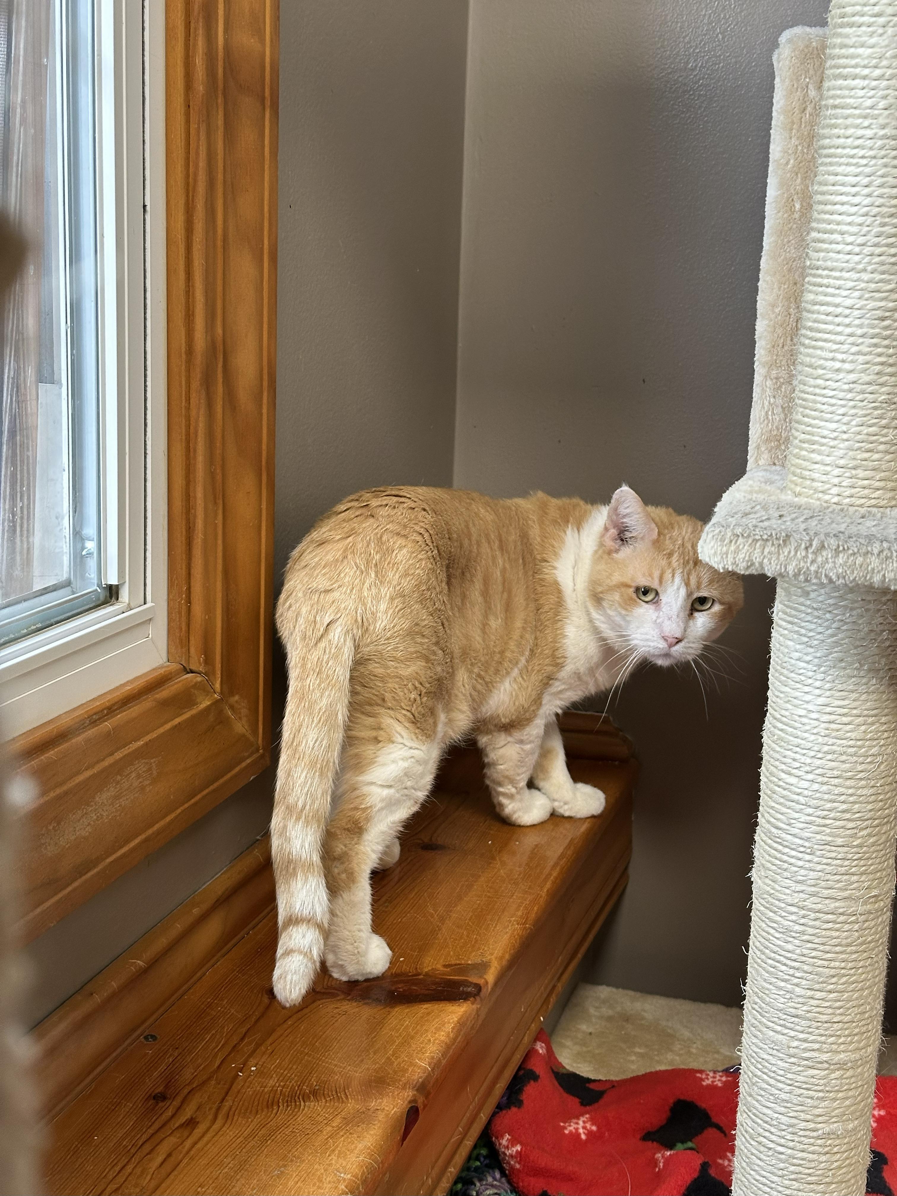 Enlarge McDreamy, a Adoptable Domestic Short Hair in Crystal Lake, IL image 2/5